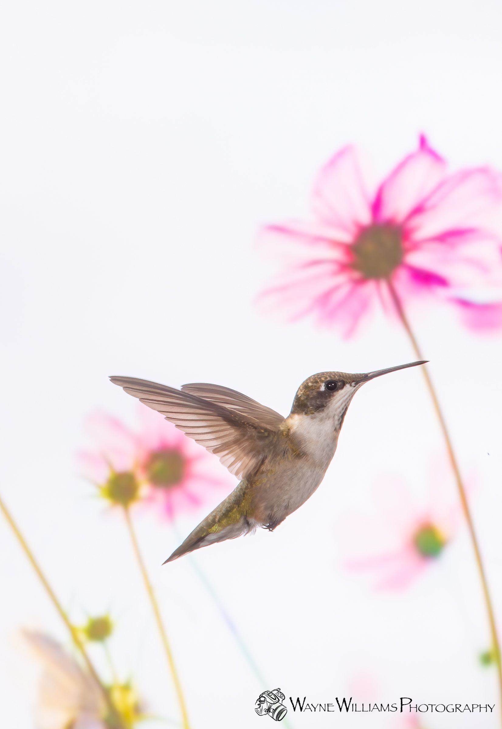A hummingbird is flying near some pink flowers