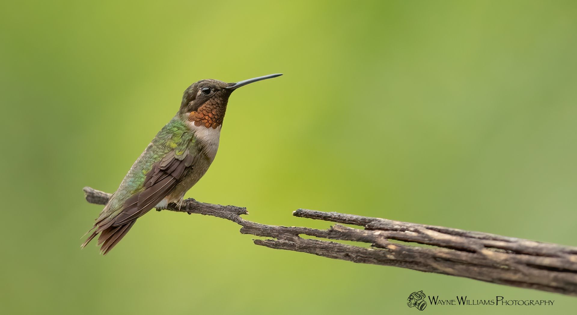 A hummingbird perched on a branch with a green background.