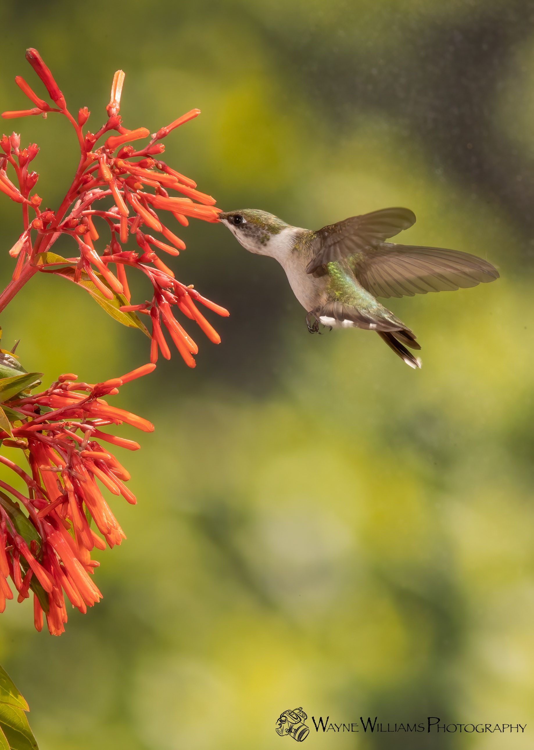 A hummingbird is flying near a red flower.