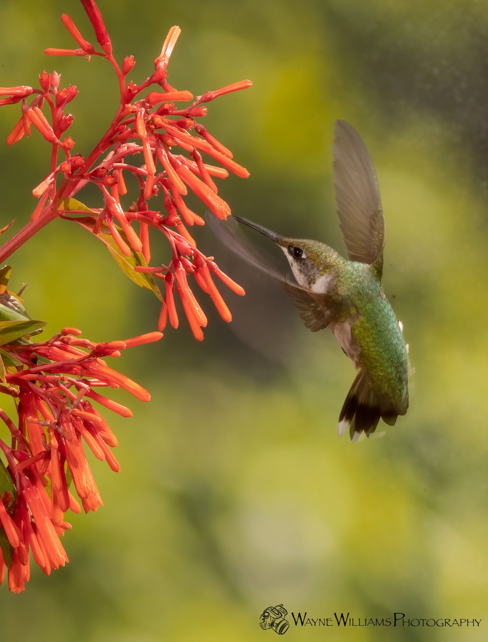 A hummingbird is flying near a red flower
