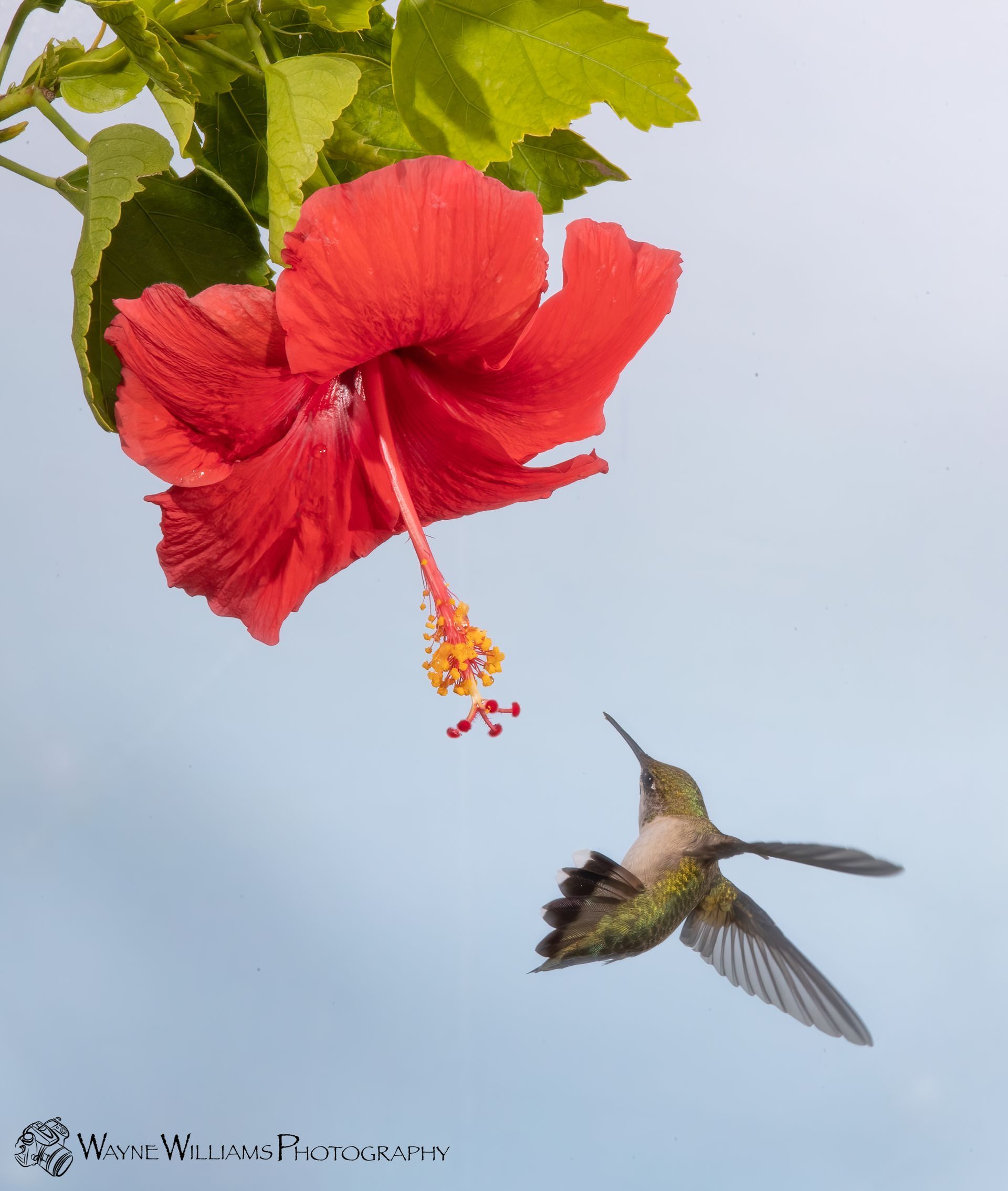 A hummingbird is flying towards a red flower