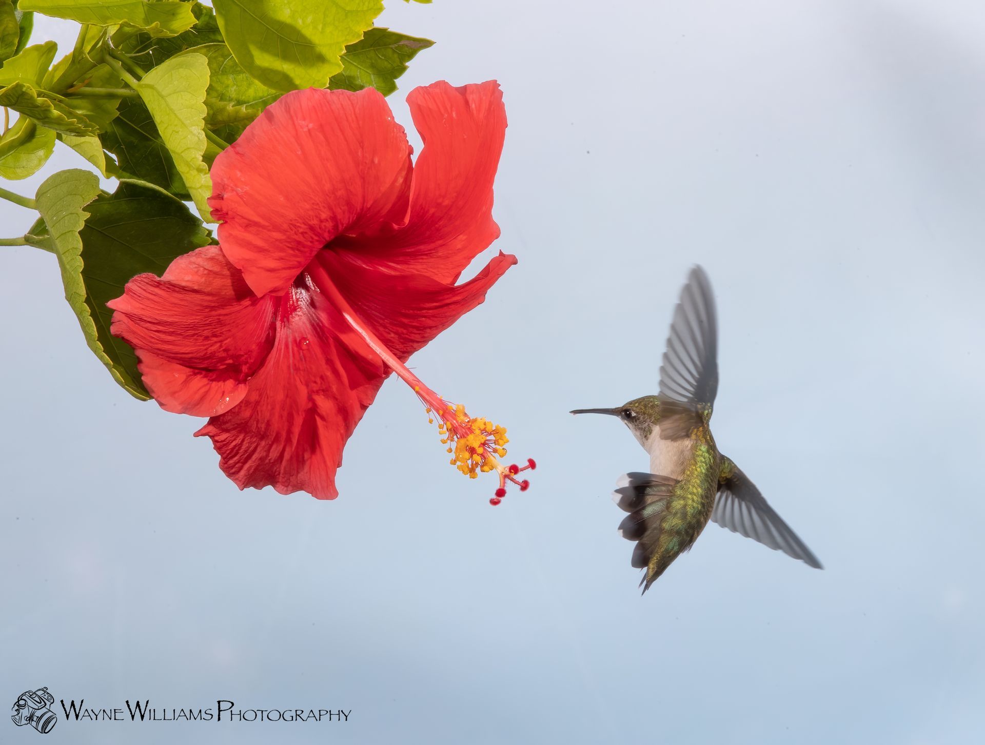 A hummingbird is flying towards a red hibiscus flower.