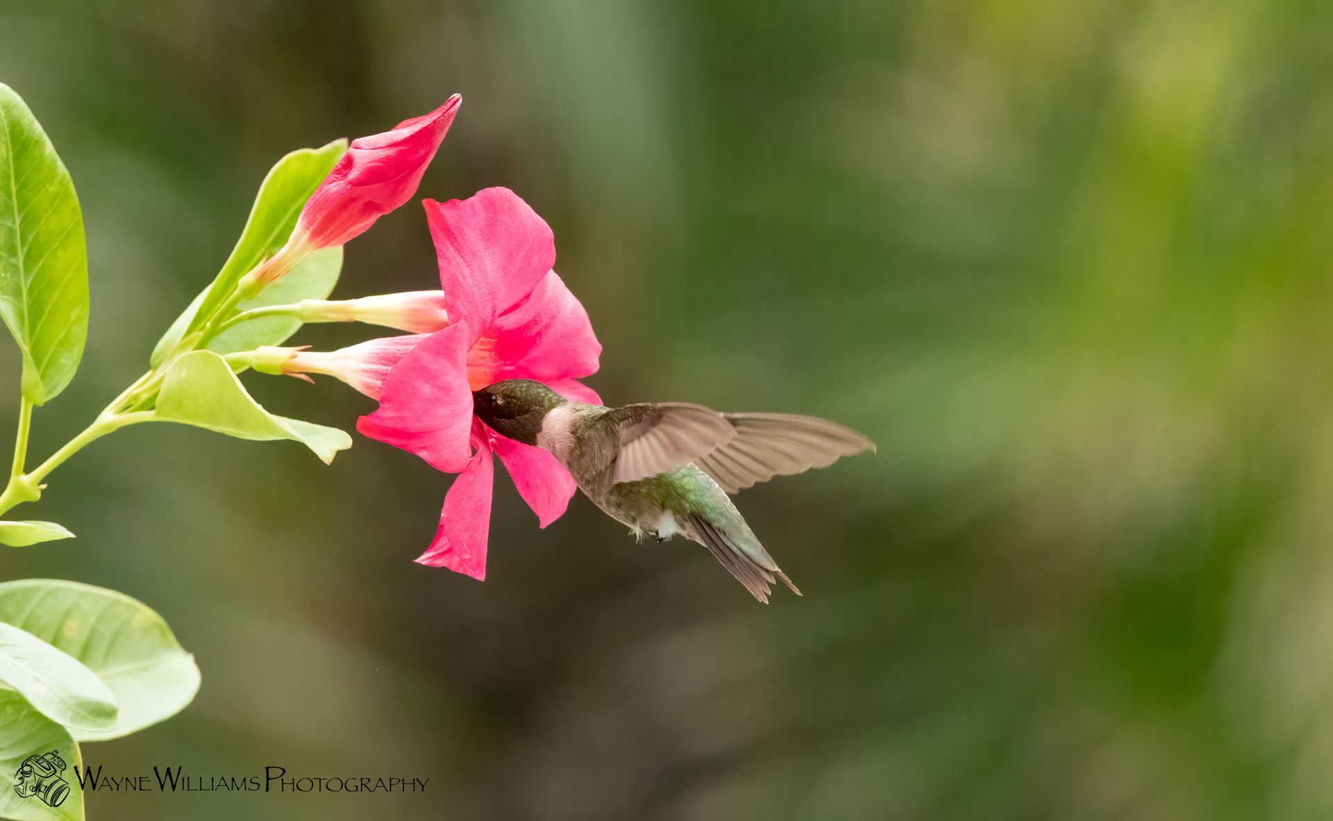 A hummingbird is flying near a pink flower.