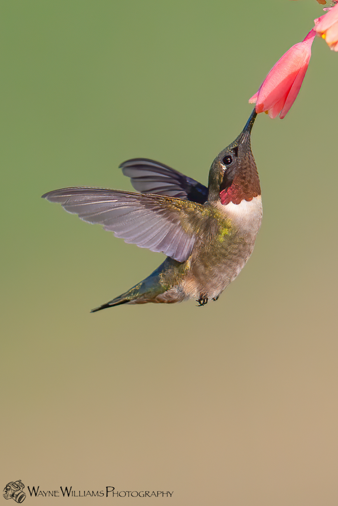 A hummingbird is flying in the air with a flower in its beak.