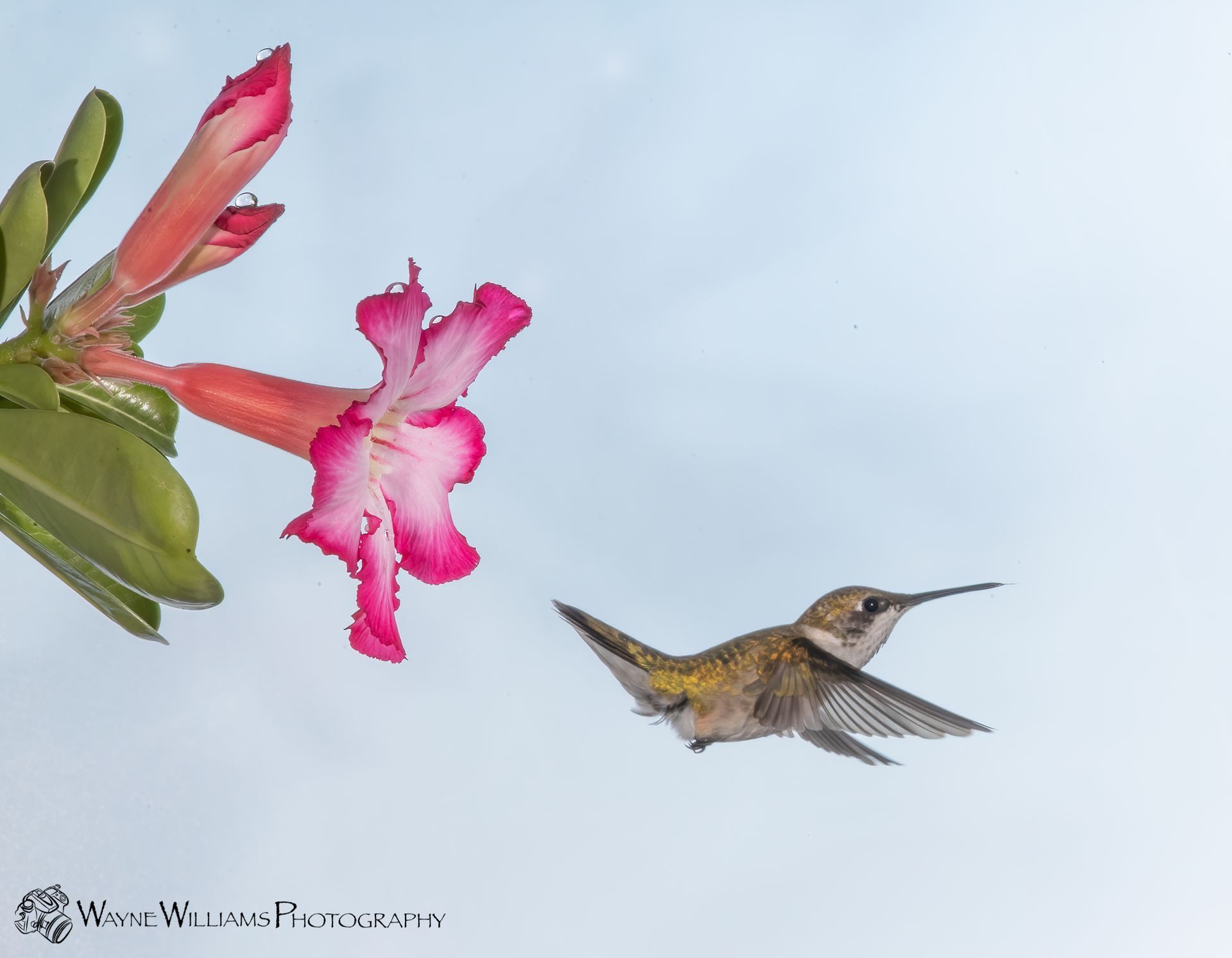 A hummingbird is flying towards a pink flower.
