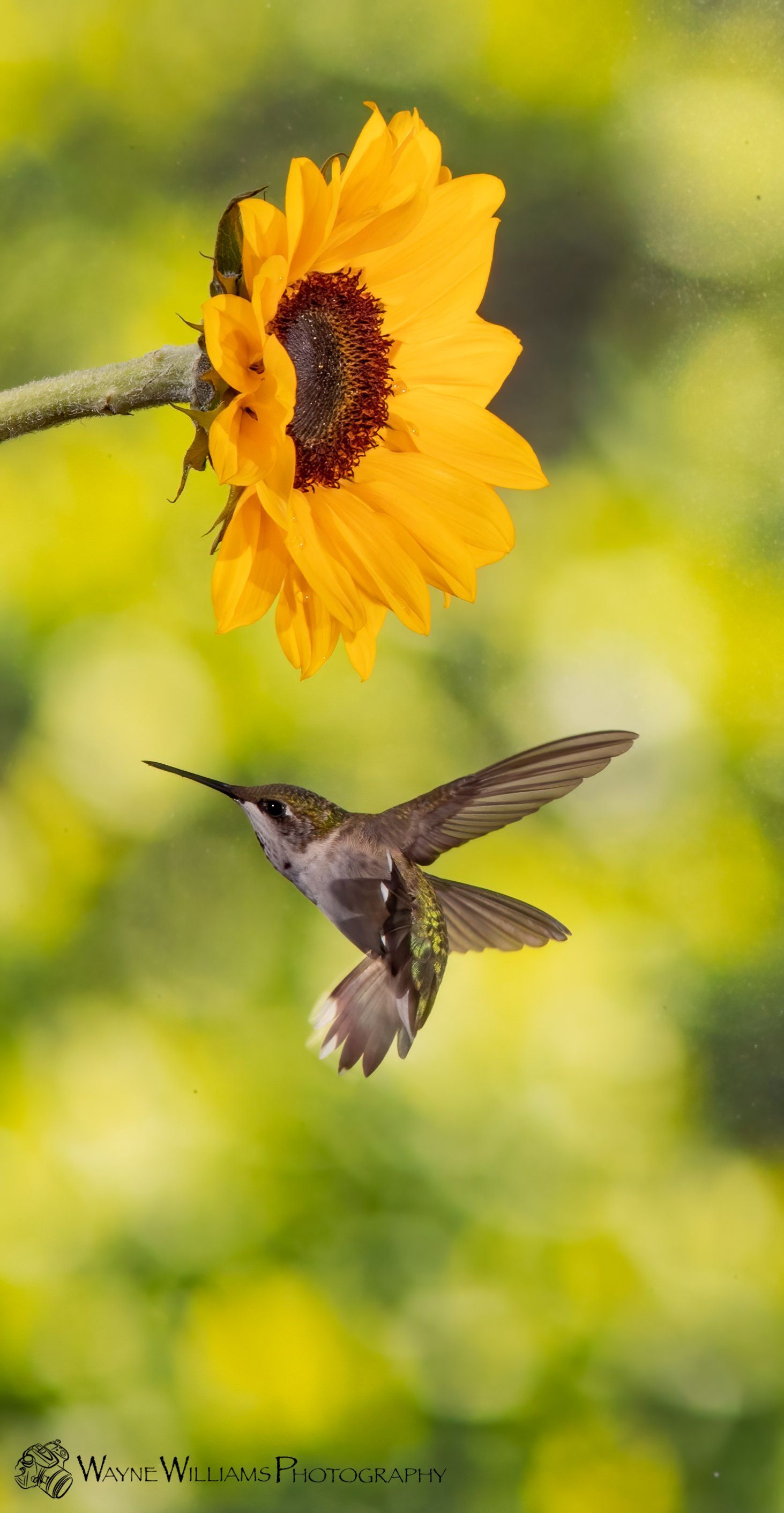 A hummingbird is flying towards a sunflower.