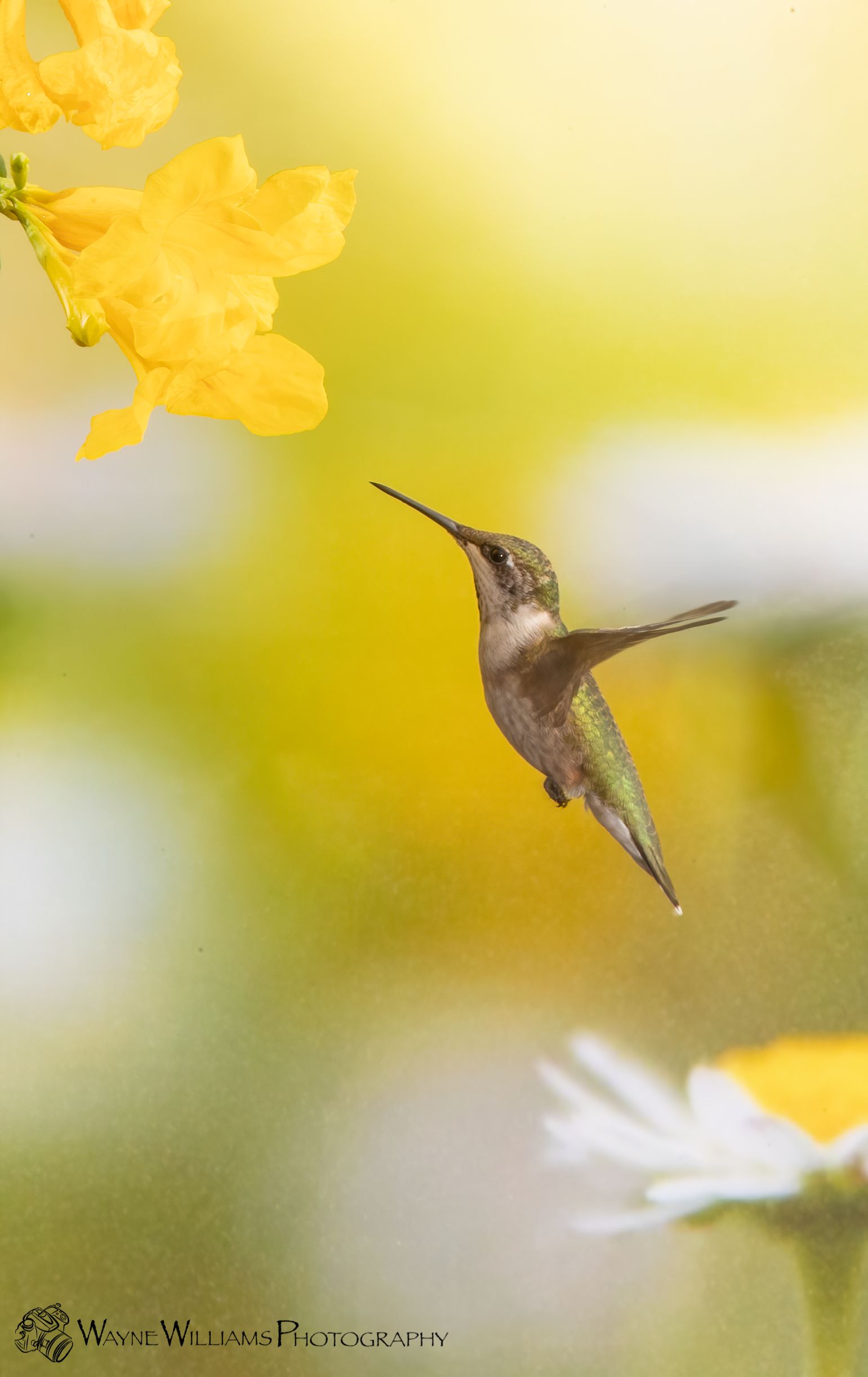 A hummingbird is flying towards a yellow flower.