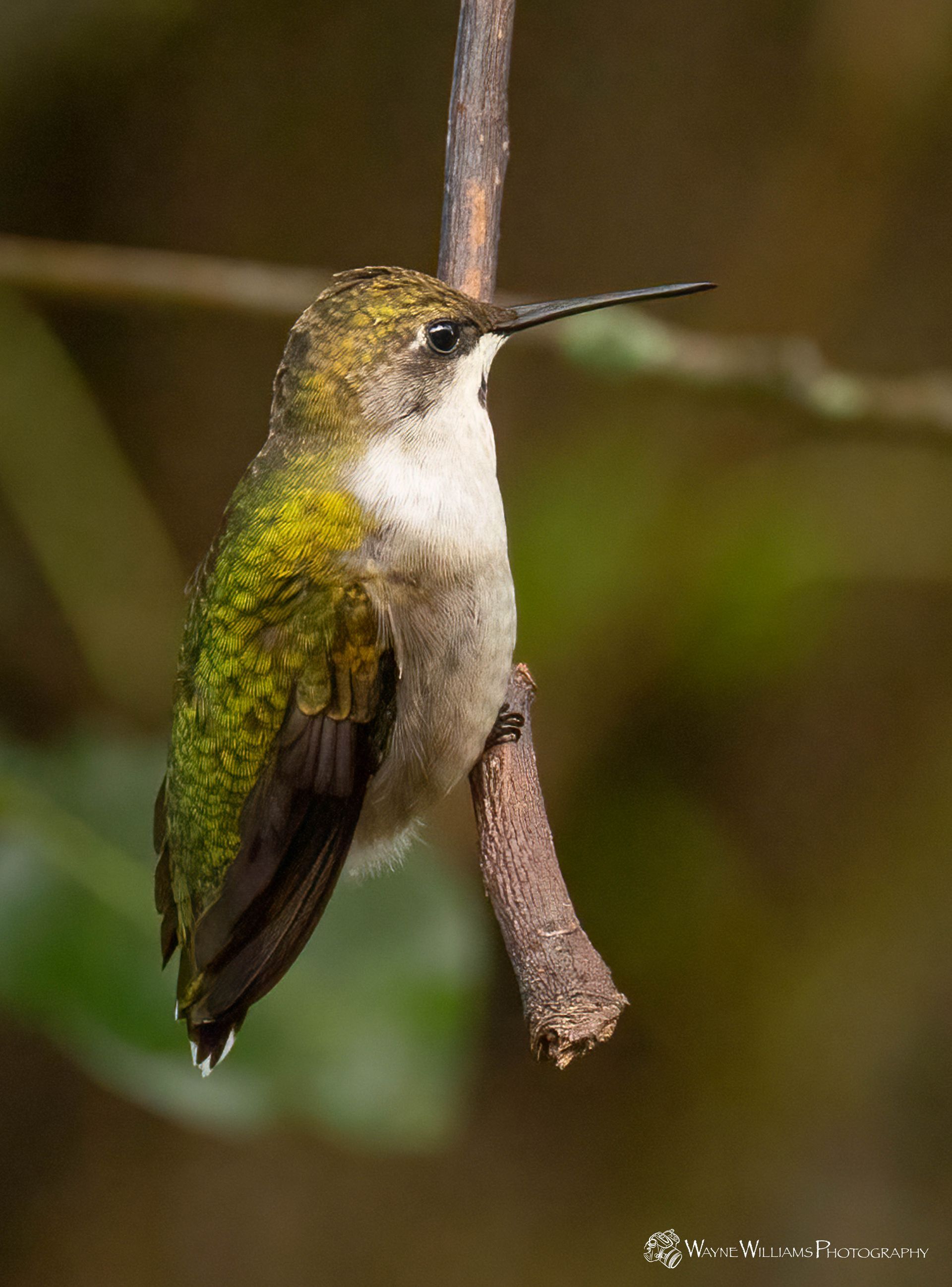 A hummingbird is perched on a tree branch.