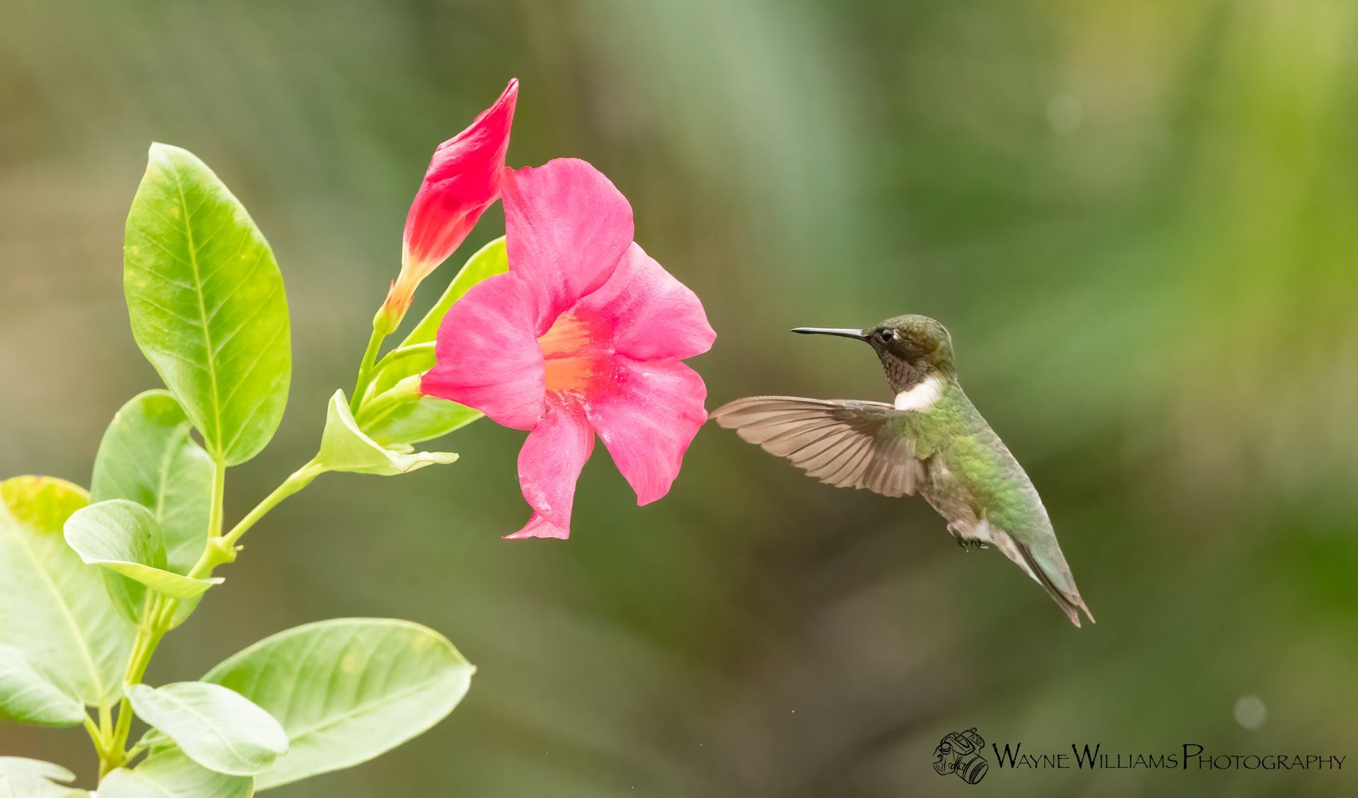 A hummingbird is flying towards a pink flower.