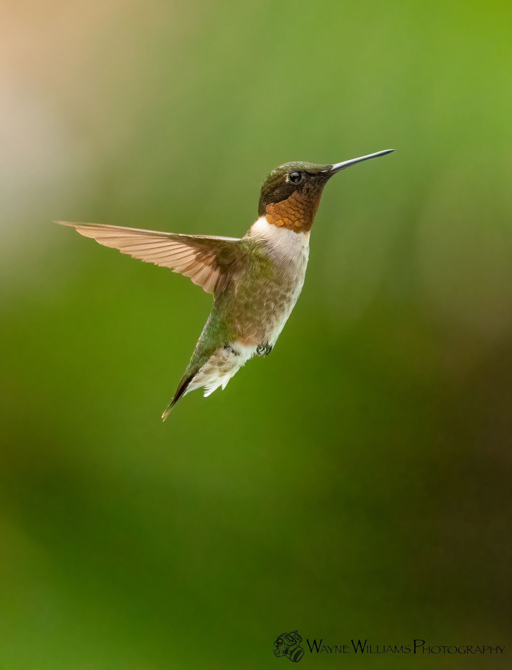 A hummingbird is flying in the air with a green background.