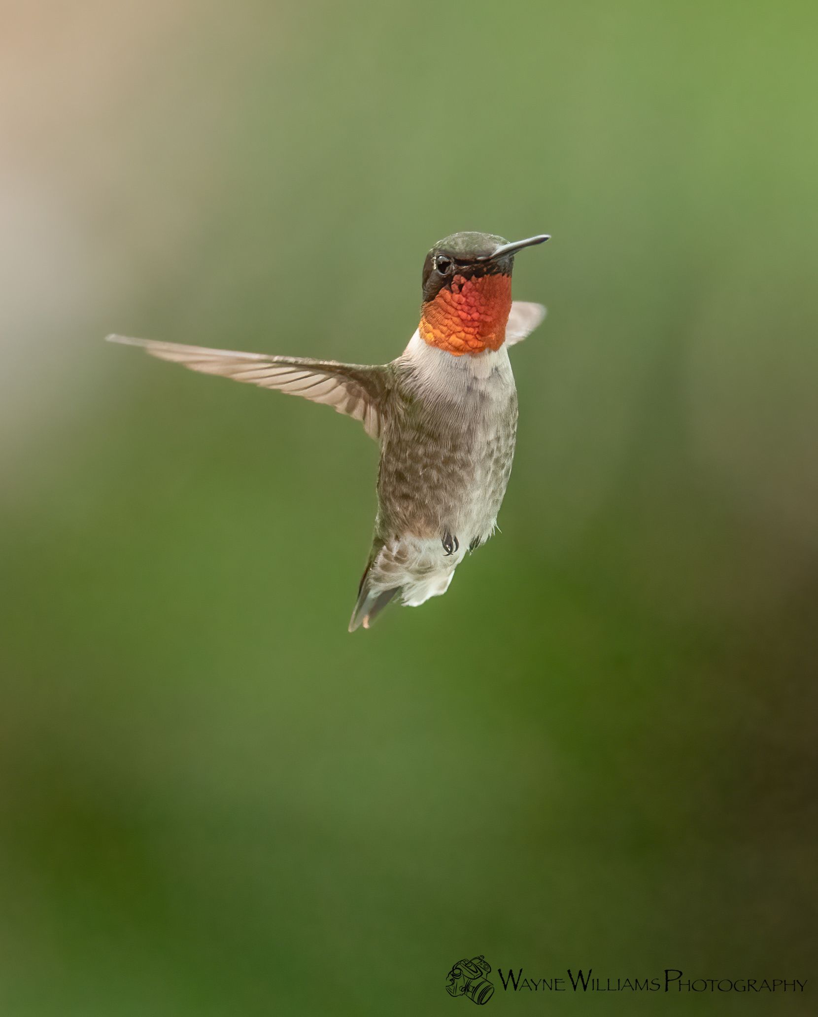 A hummingbird is flying in the air with its wings spread.