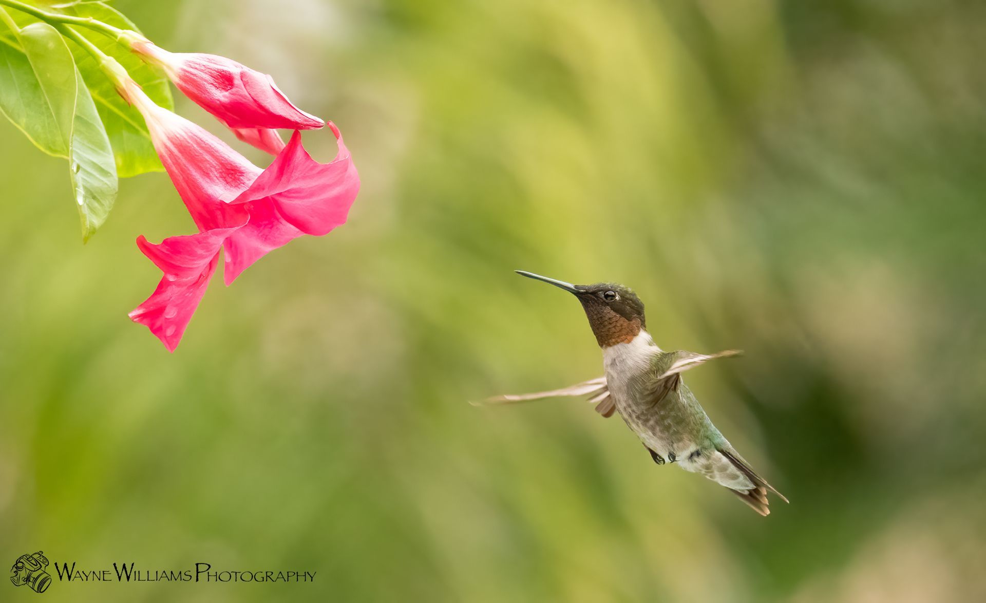 A hummingbird is flying towards a pink flower.