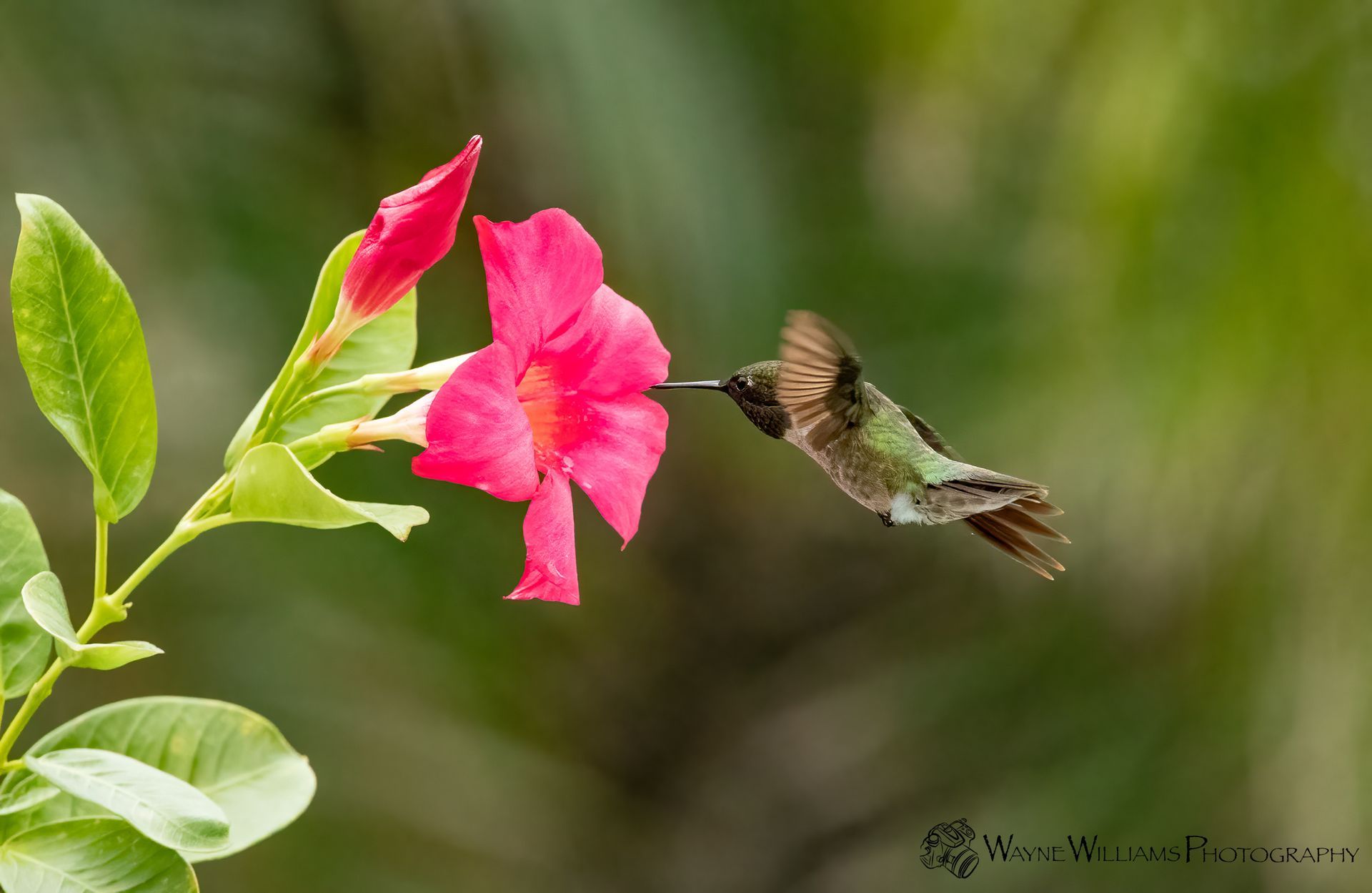 A hummingbird is flying towards a pink flower.