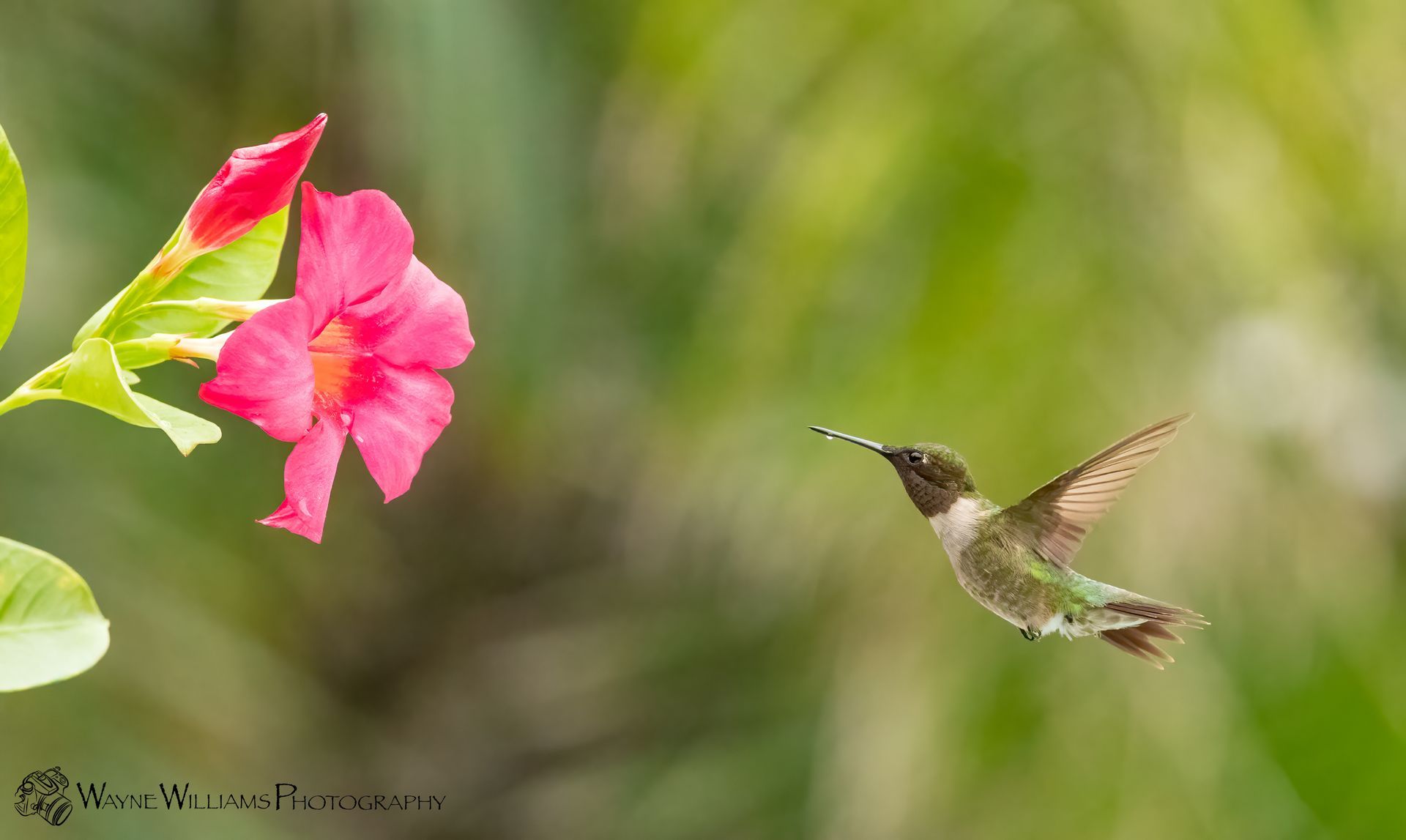 A hummingbird is flying towards a pink flower.