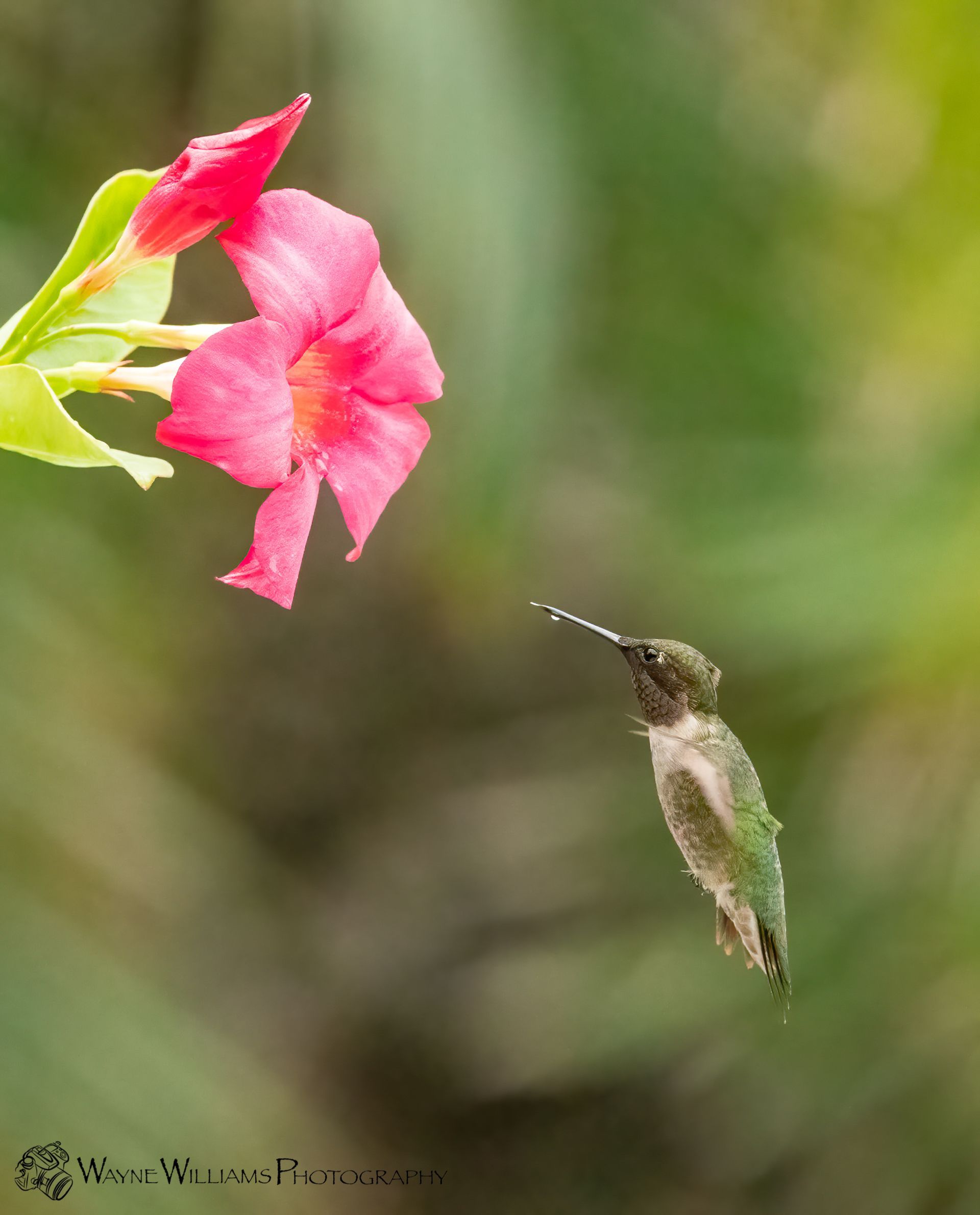 A hummingbird is flying towards a pink flower.