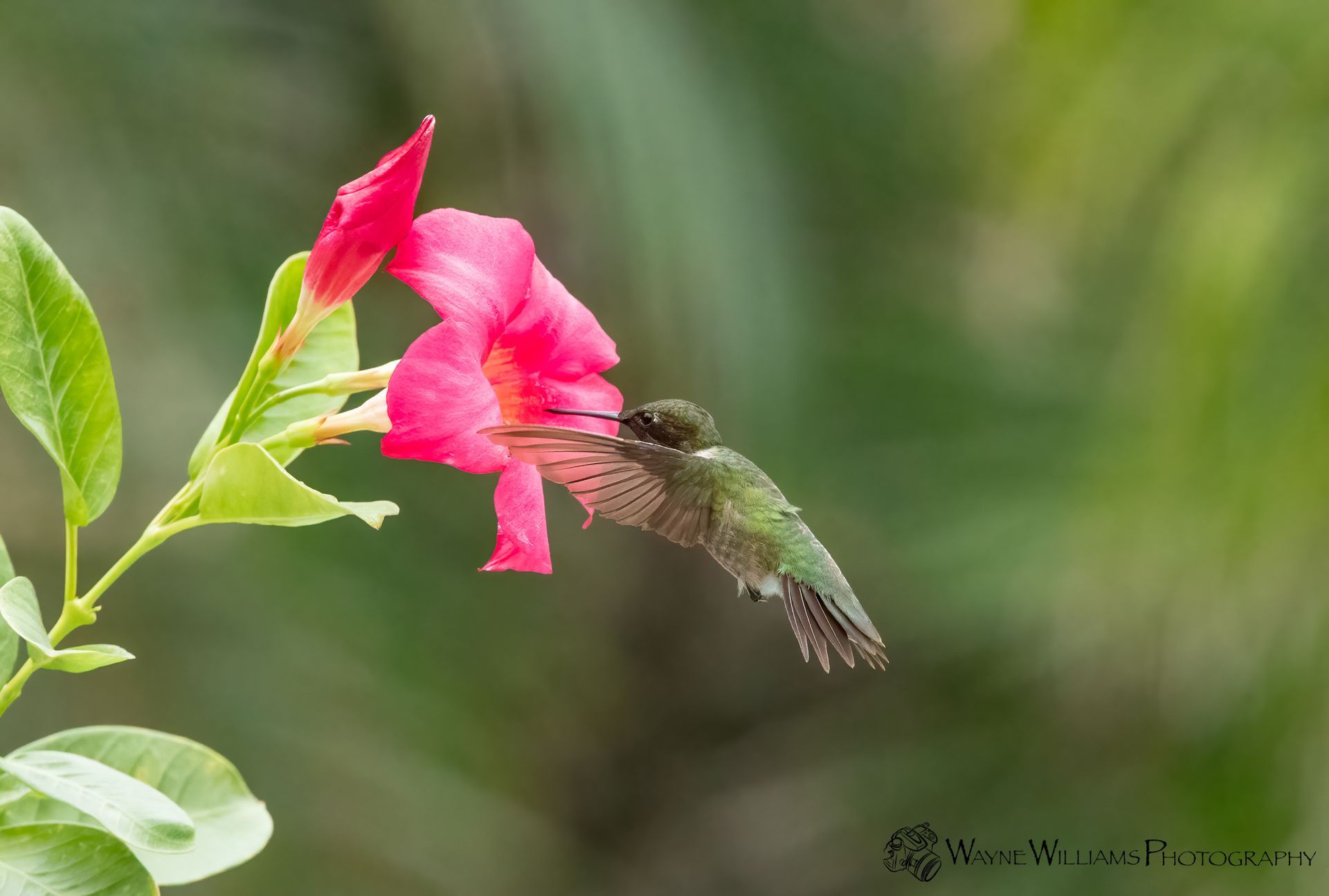 A hummingbird is perched on a pink flower.