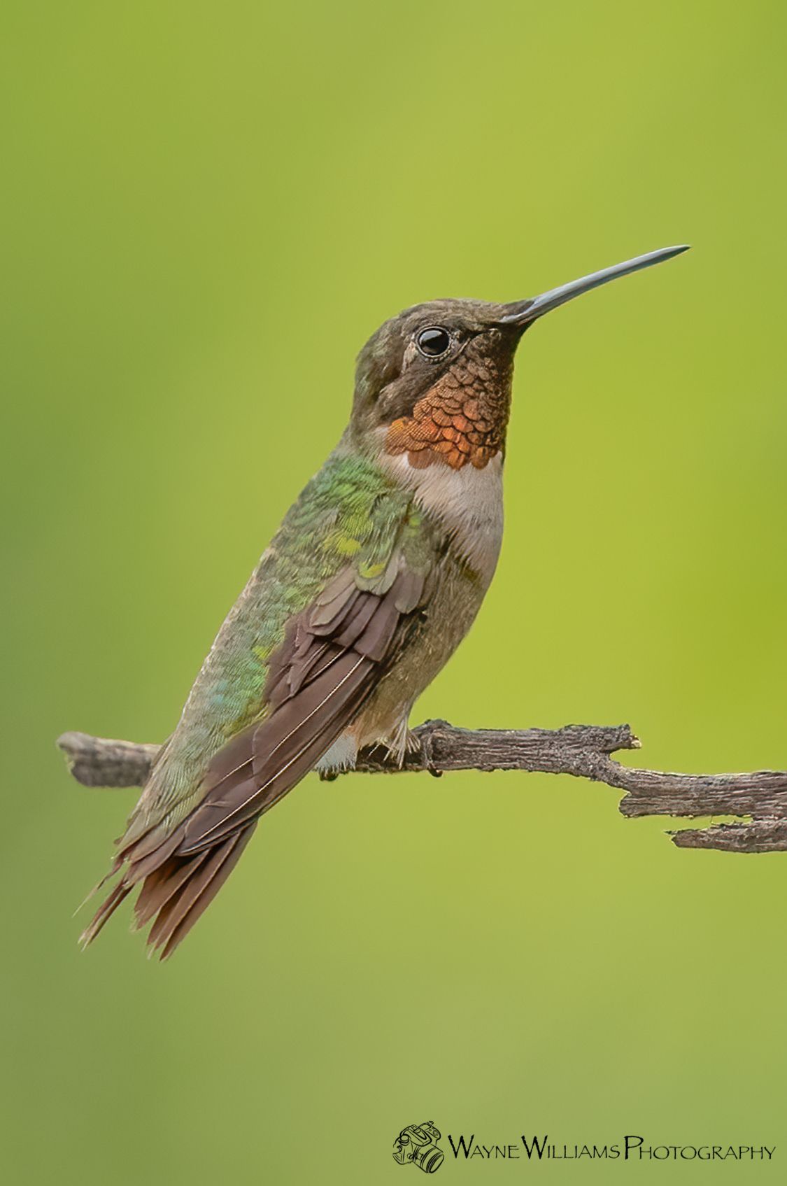 A hummingbird perched on a branch with a green background.
