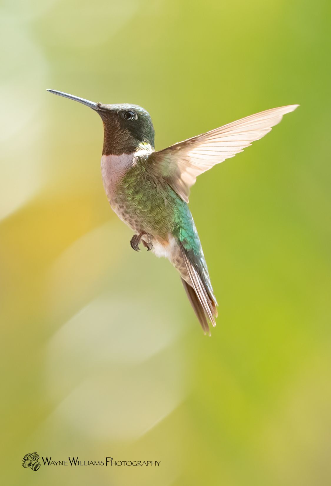 A hummingbird is flying in the air with its wings spread.