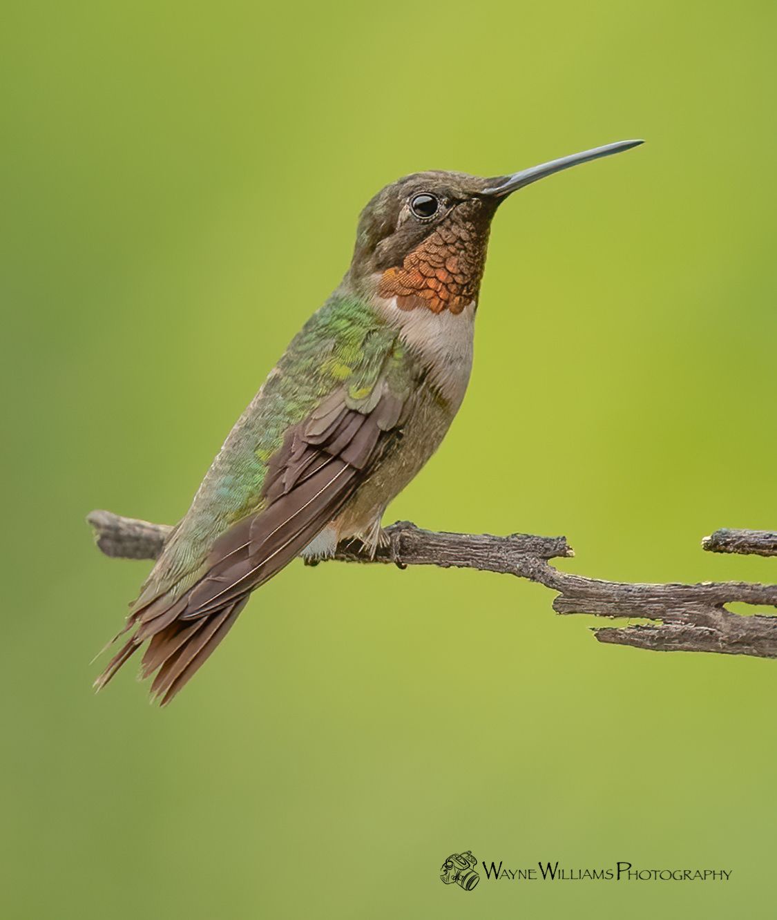 A hummingbird perched on a branch with a green background.