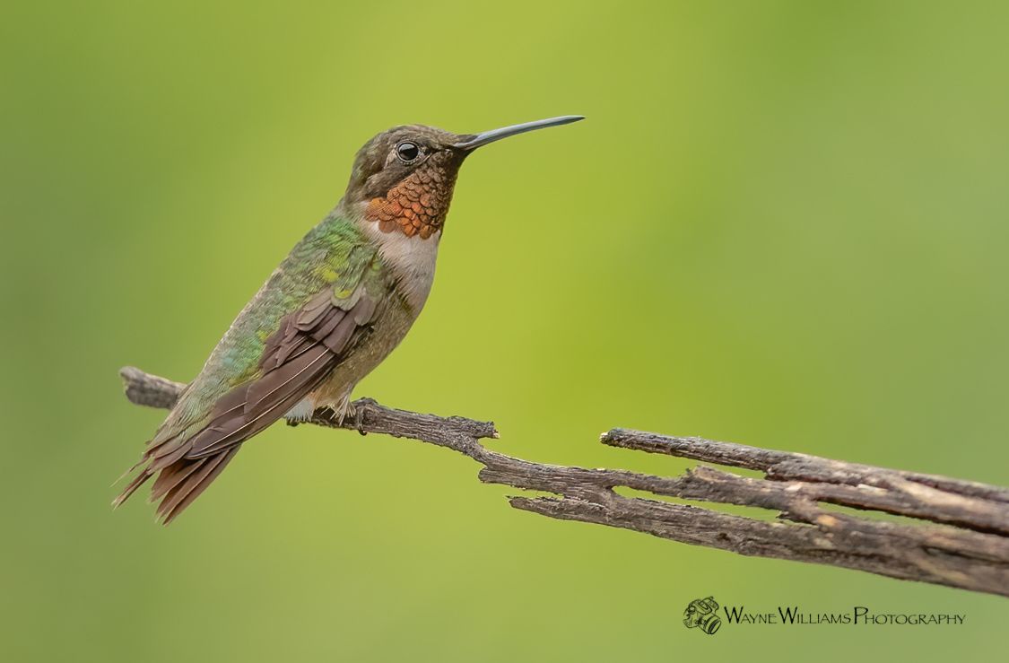 A hummingbird perched on a branch with a green background.