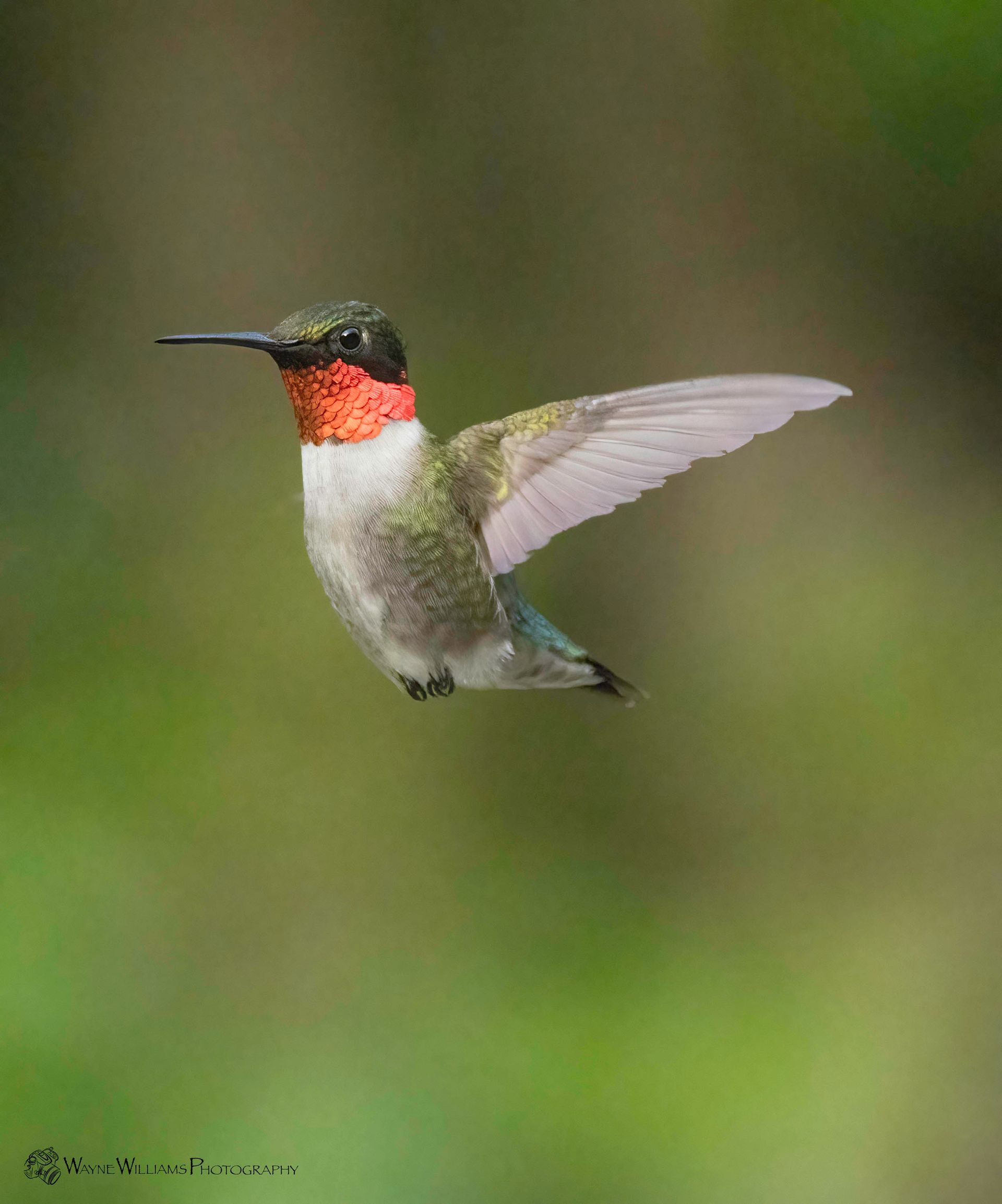 A hummingbird is flying in the air with its wings spread.