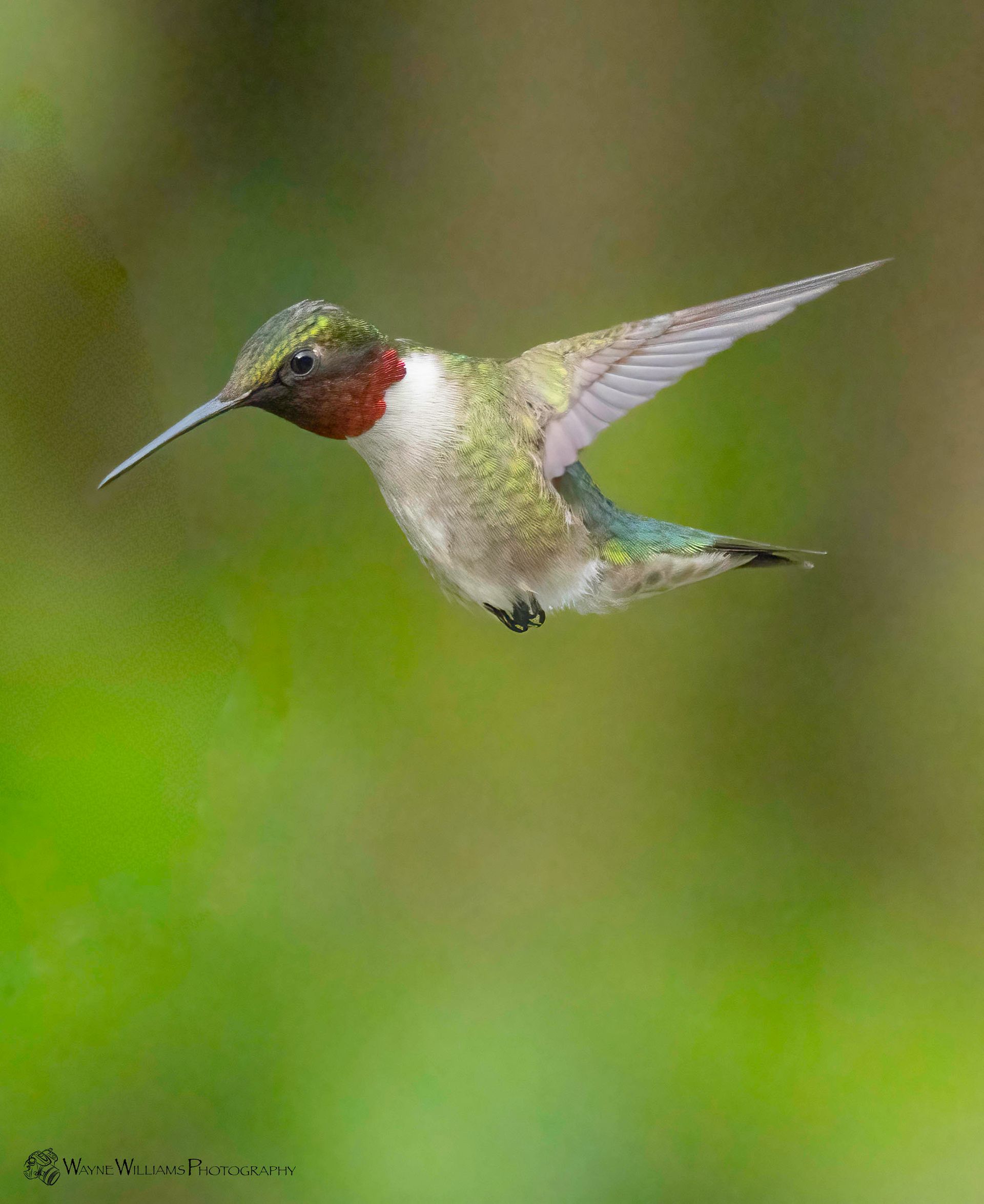 A hummingbird is flying in the air with a green background.