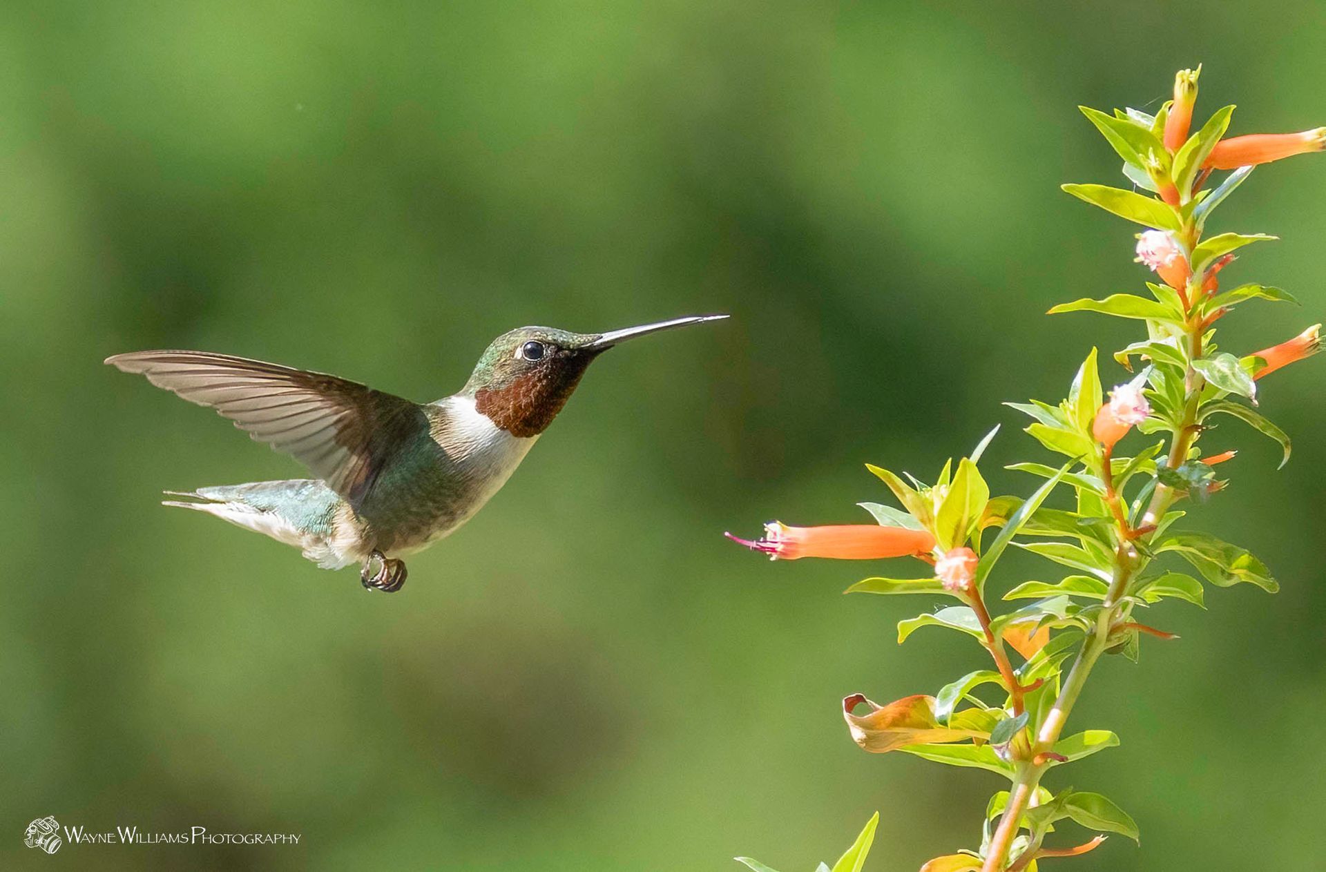 A hummingbird is flying near a flower in a garden.