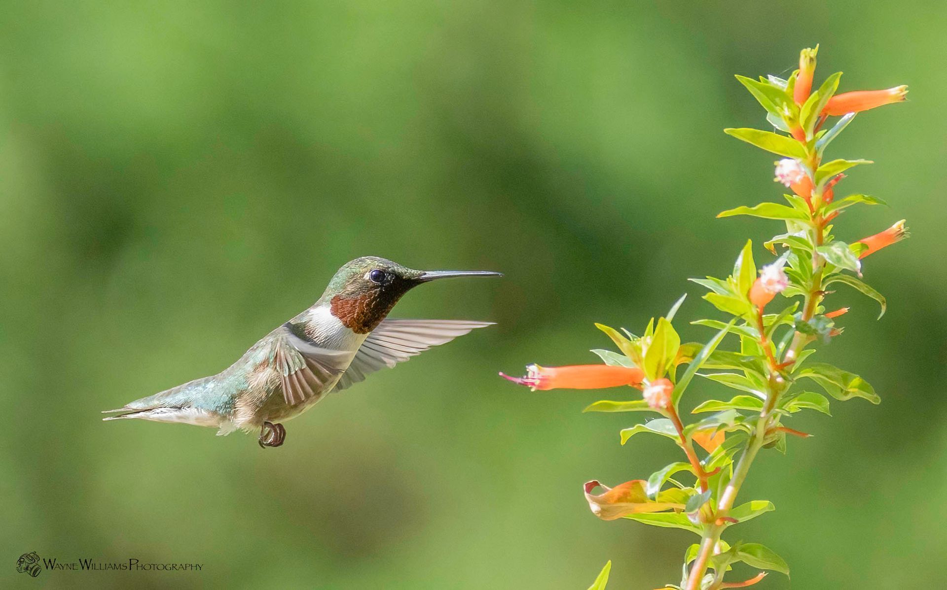 A hummingbird is flying near a flower in a garden.