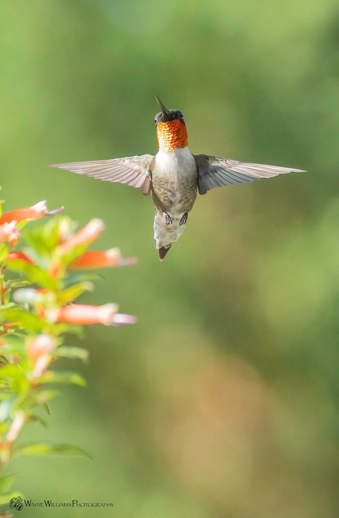 A hummingbird is flying over a flower in a garden.