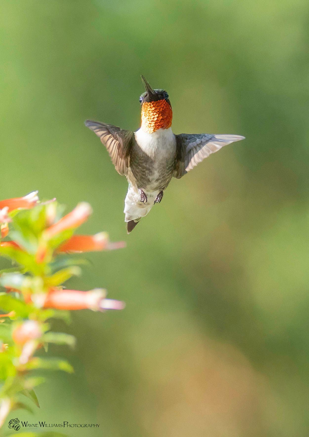 A hummingbird is flying over a flower in a garden.
