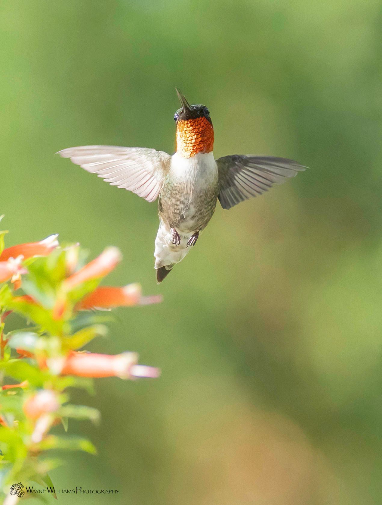 A hummingbird is flying over a flower in a garden.