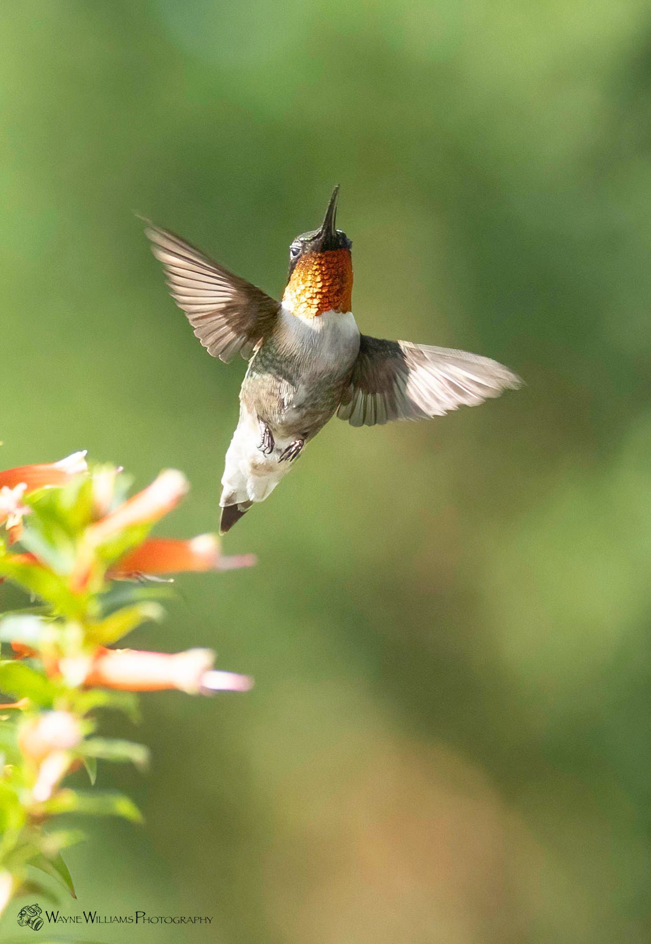A hummingbird is flying over a flower in a garden.
