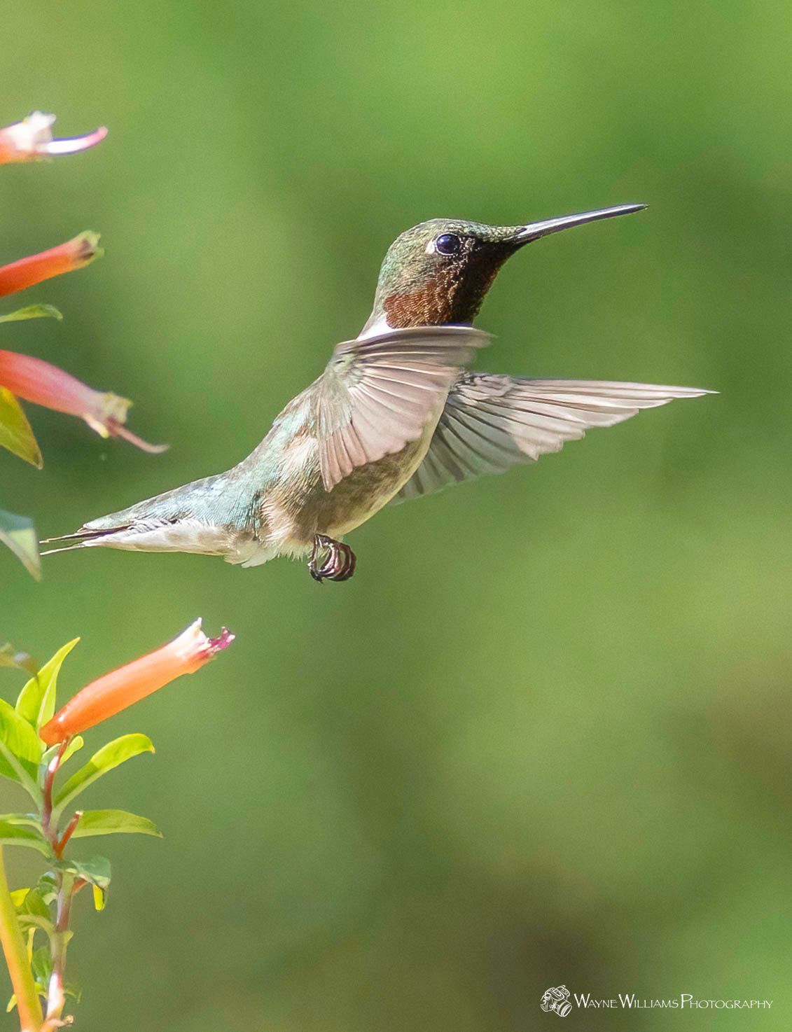 A hummingbird is flying over a flower with a green background.