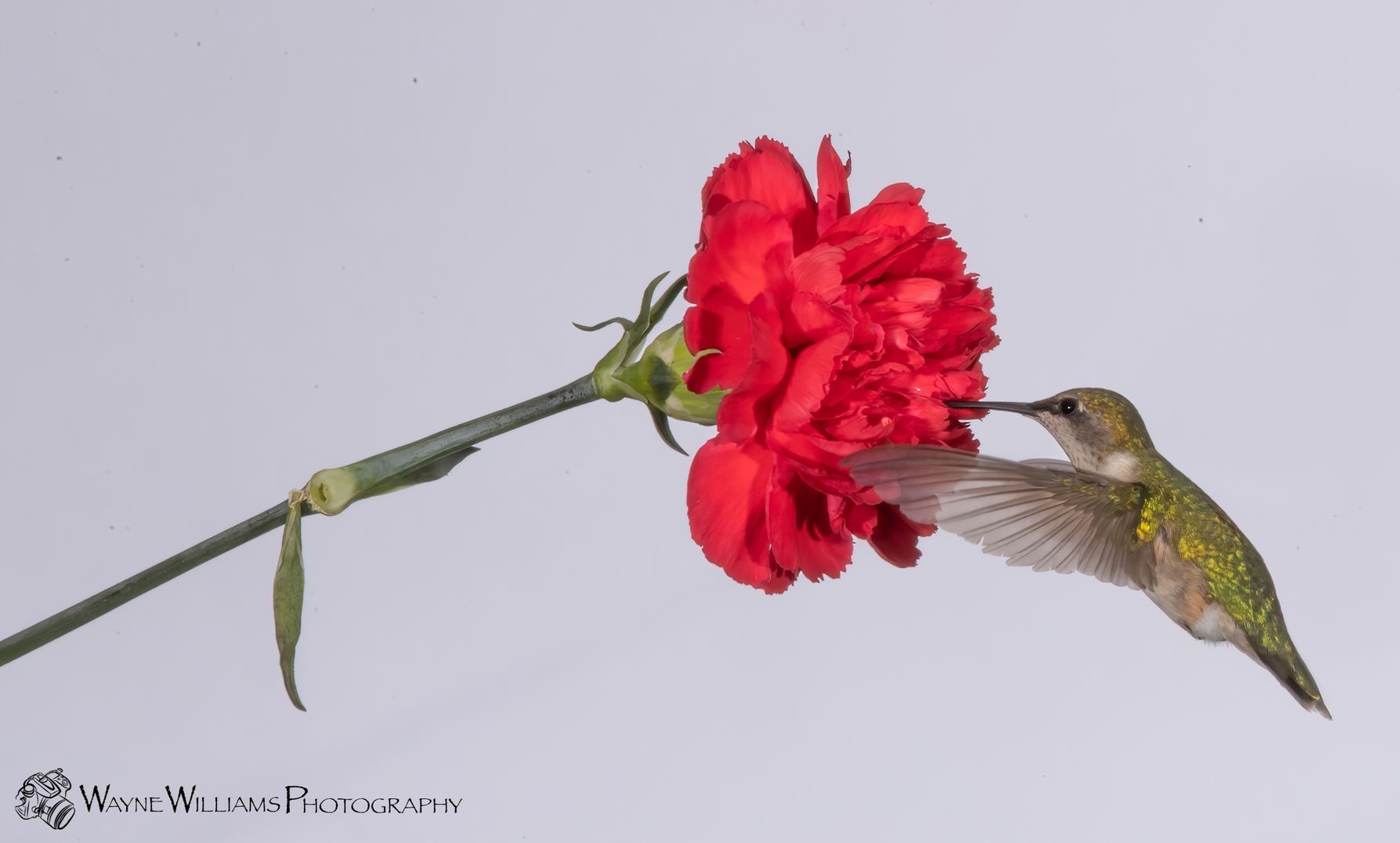 A hummingbird is eating a red carnation flower