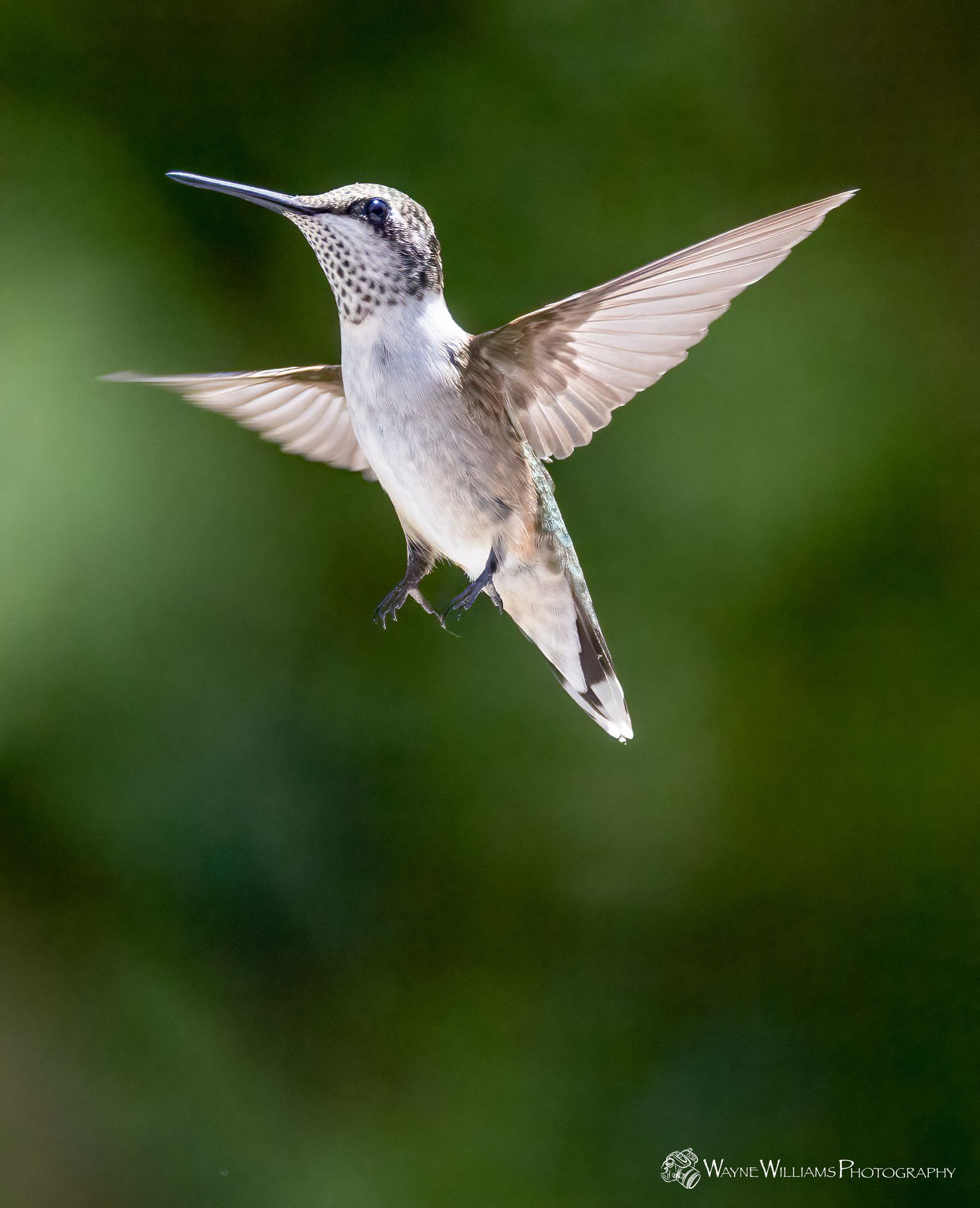 A hummingbird is flying in the air with its wings spread.