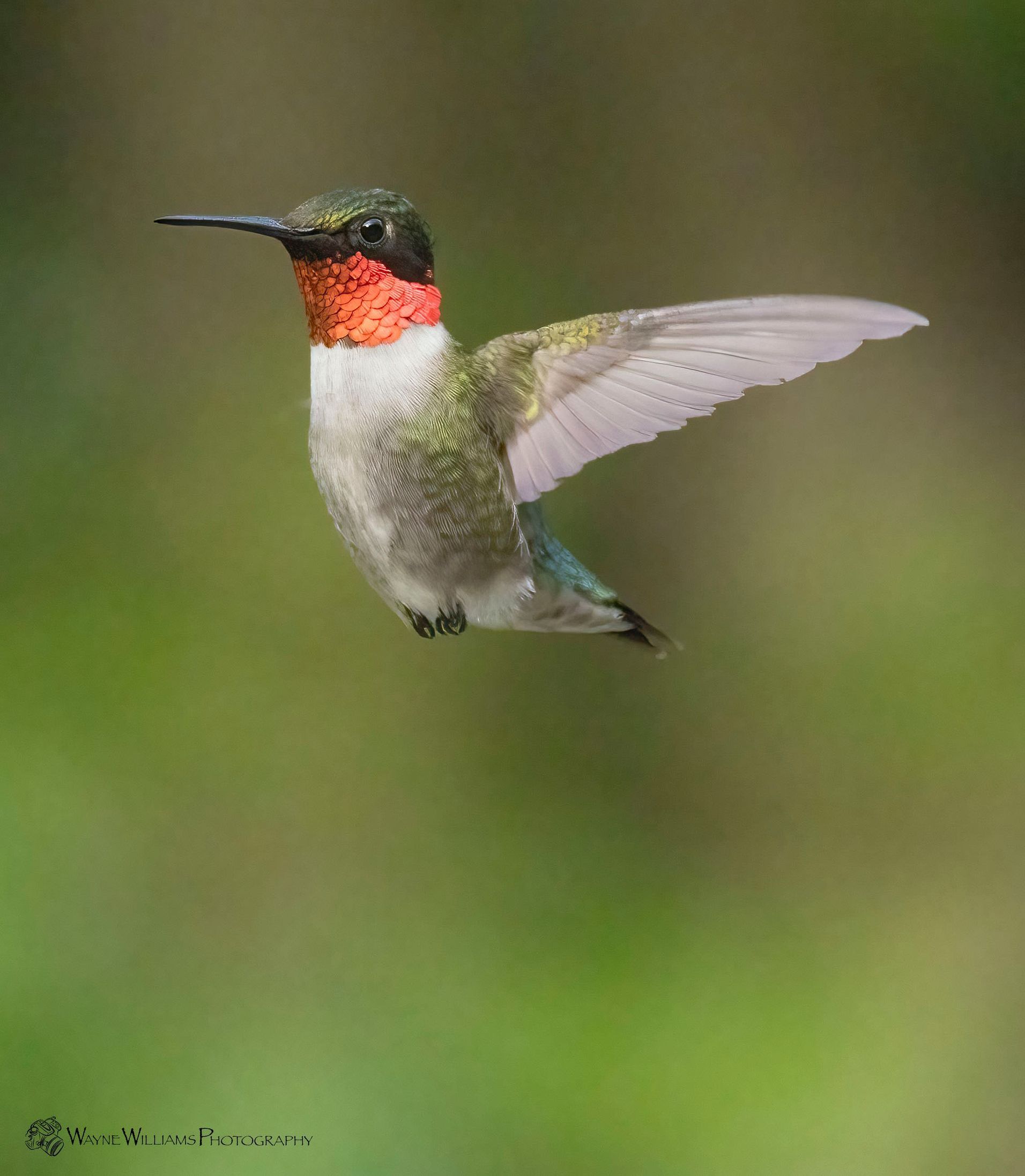 A hummingbird is flying in the air with its wings spread.