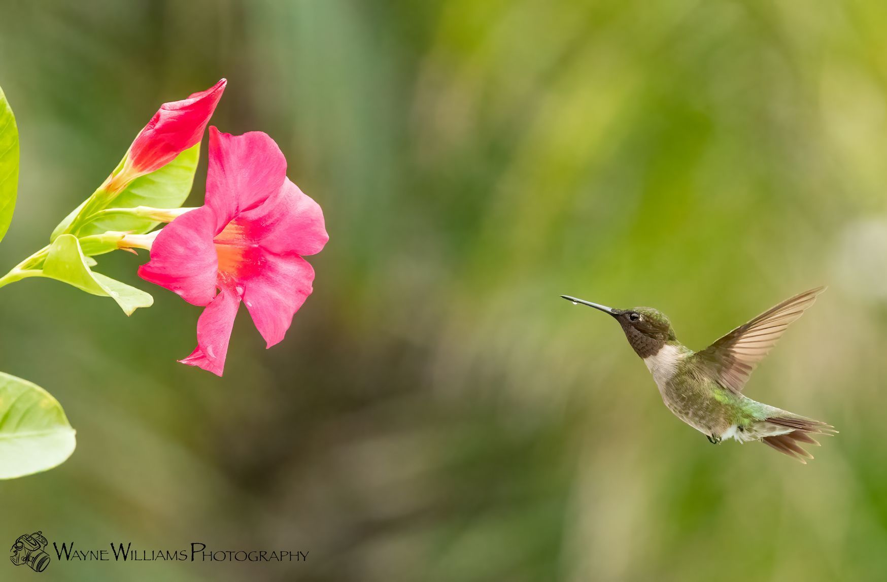 A hummingbird is flying towards a pink flower.