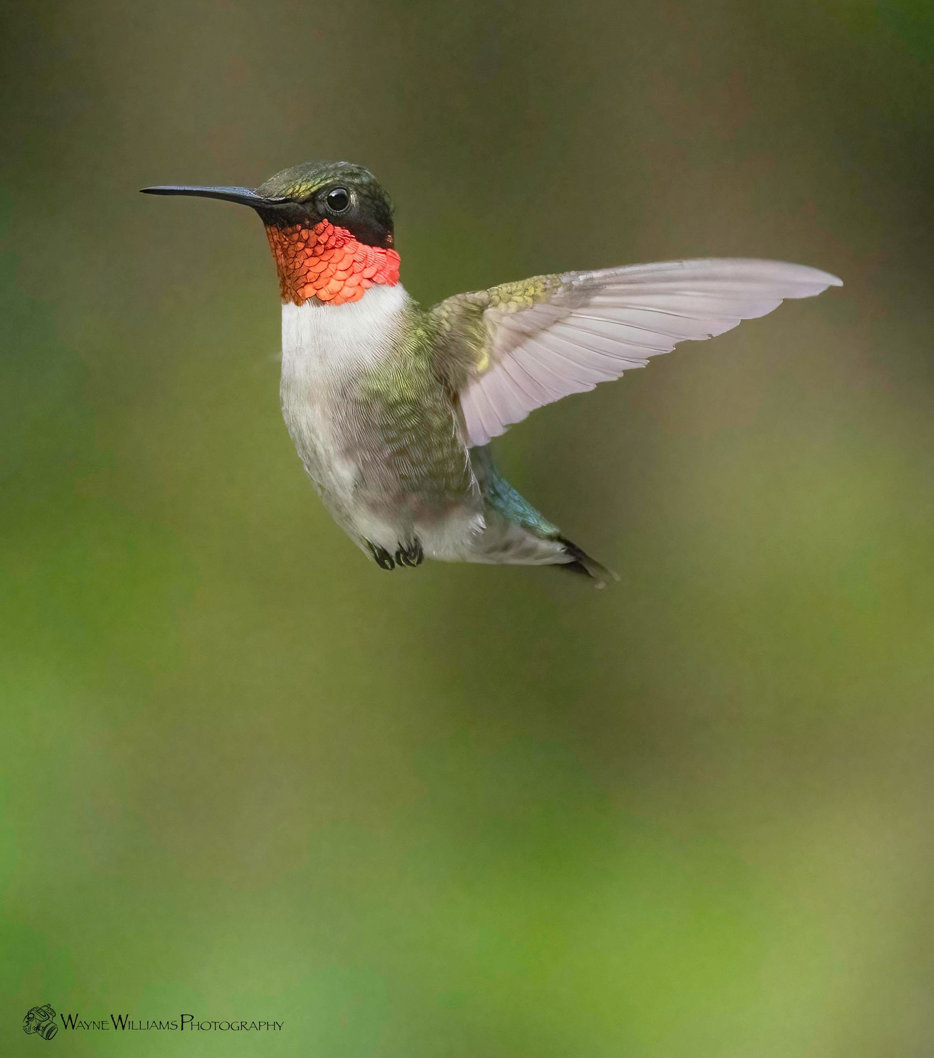 A hummingbird is flying in the air with its wings spread.