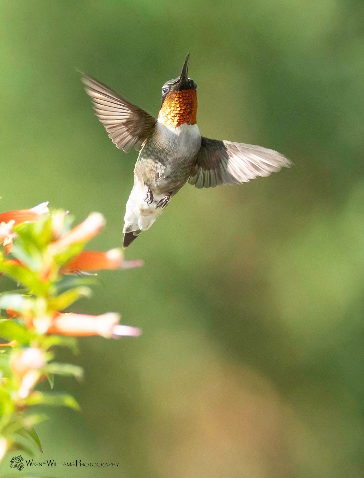 A hummingbird is flying over a flower in a garden.