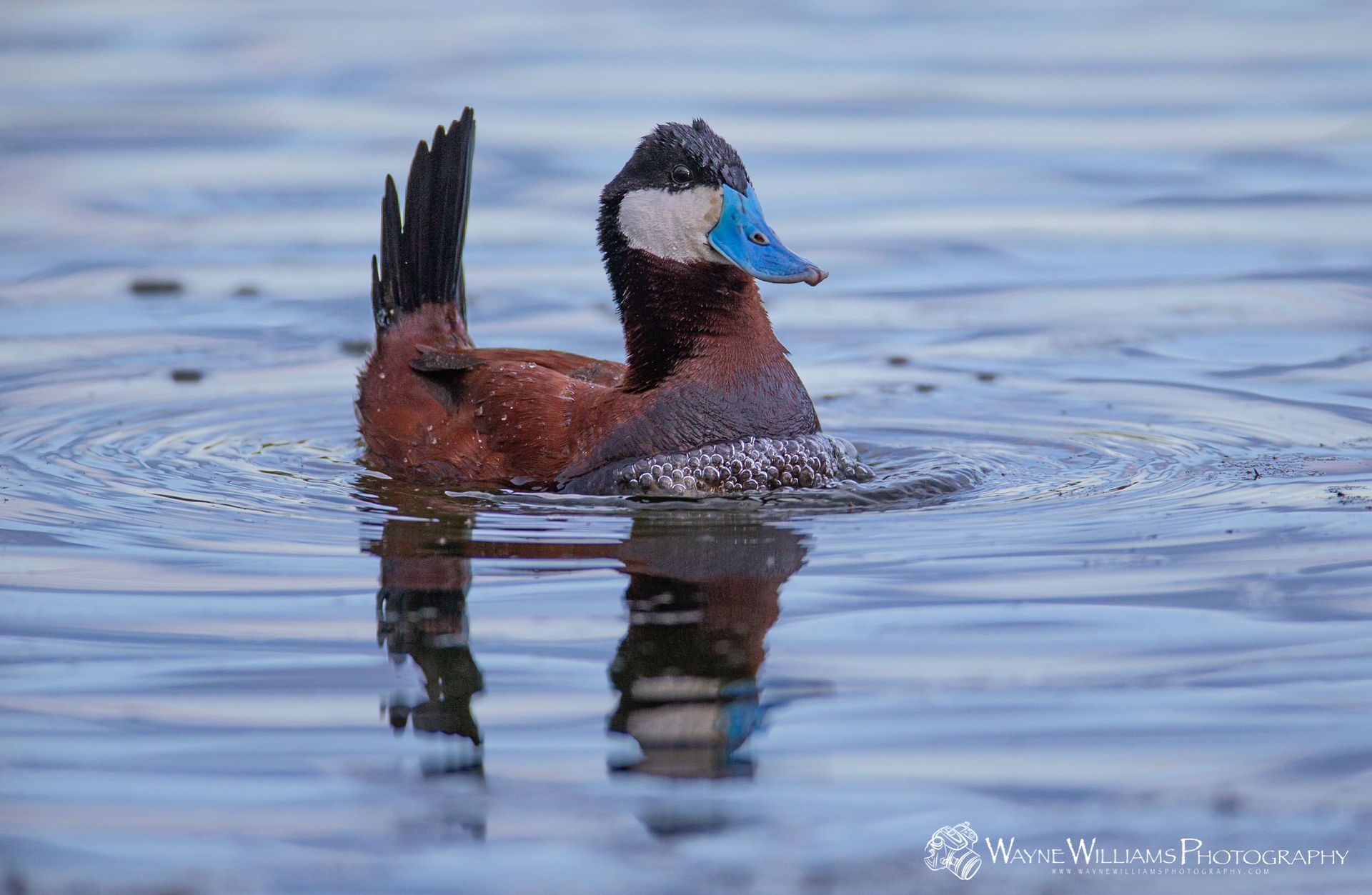 A duck with a blue beak is swimming in the water.