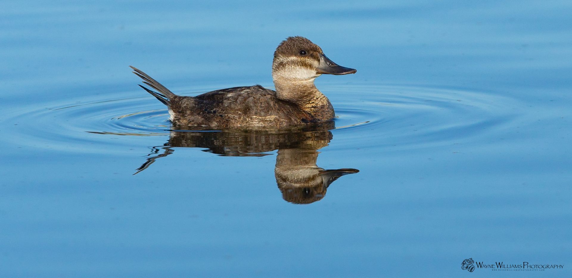 A duck is swimming in the water and its reflection is in the water.