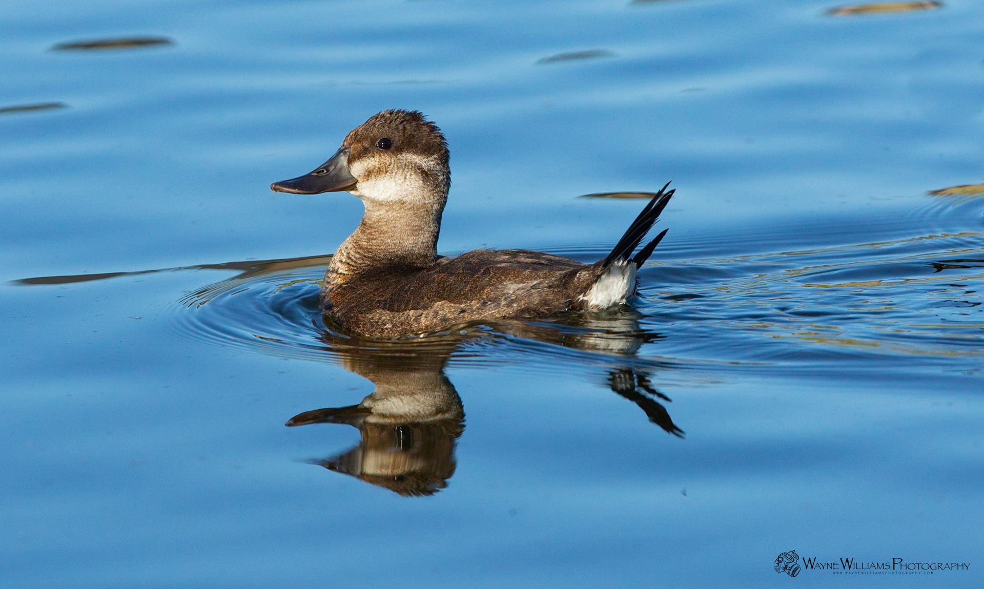 A duck is swimming in the water with its reflection in the water.