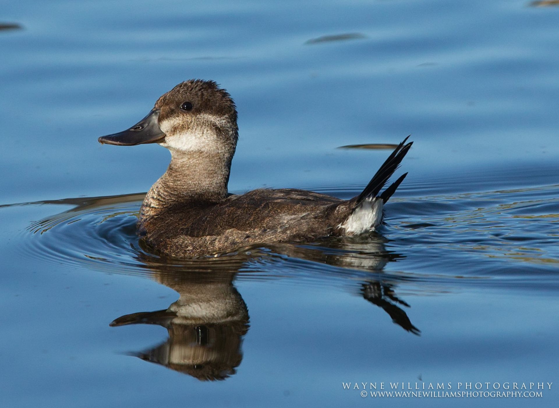 A brown and white duck is swimming in the water.