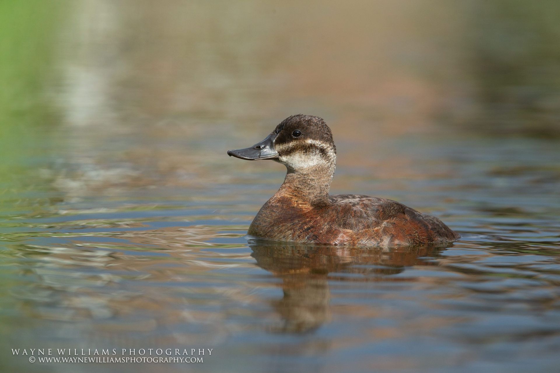 A small duck is swimming in the water.