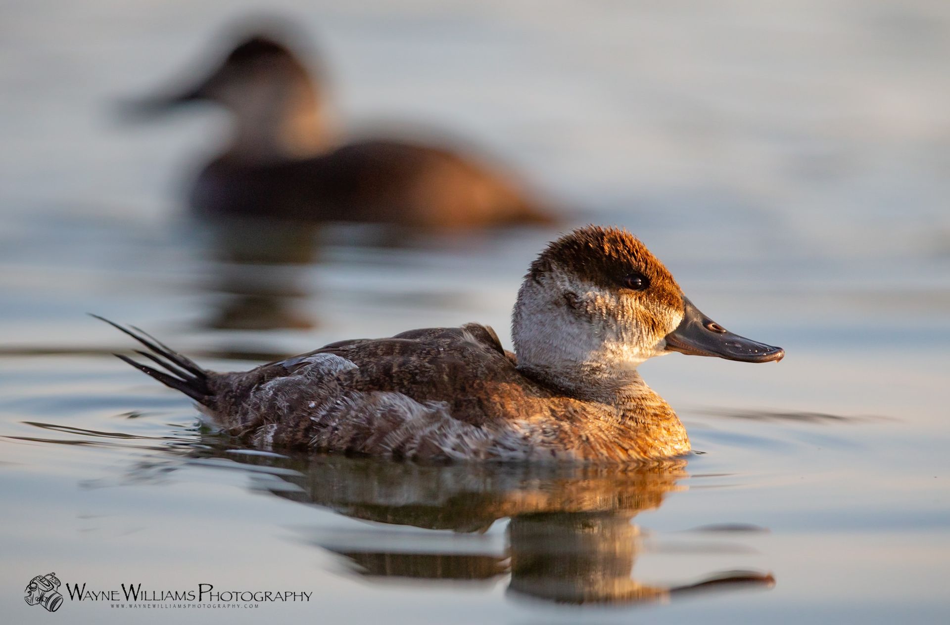 A couple of ducks are swimming in the water.