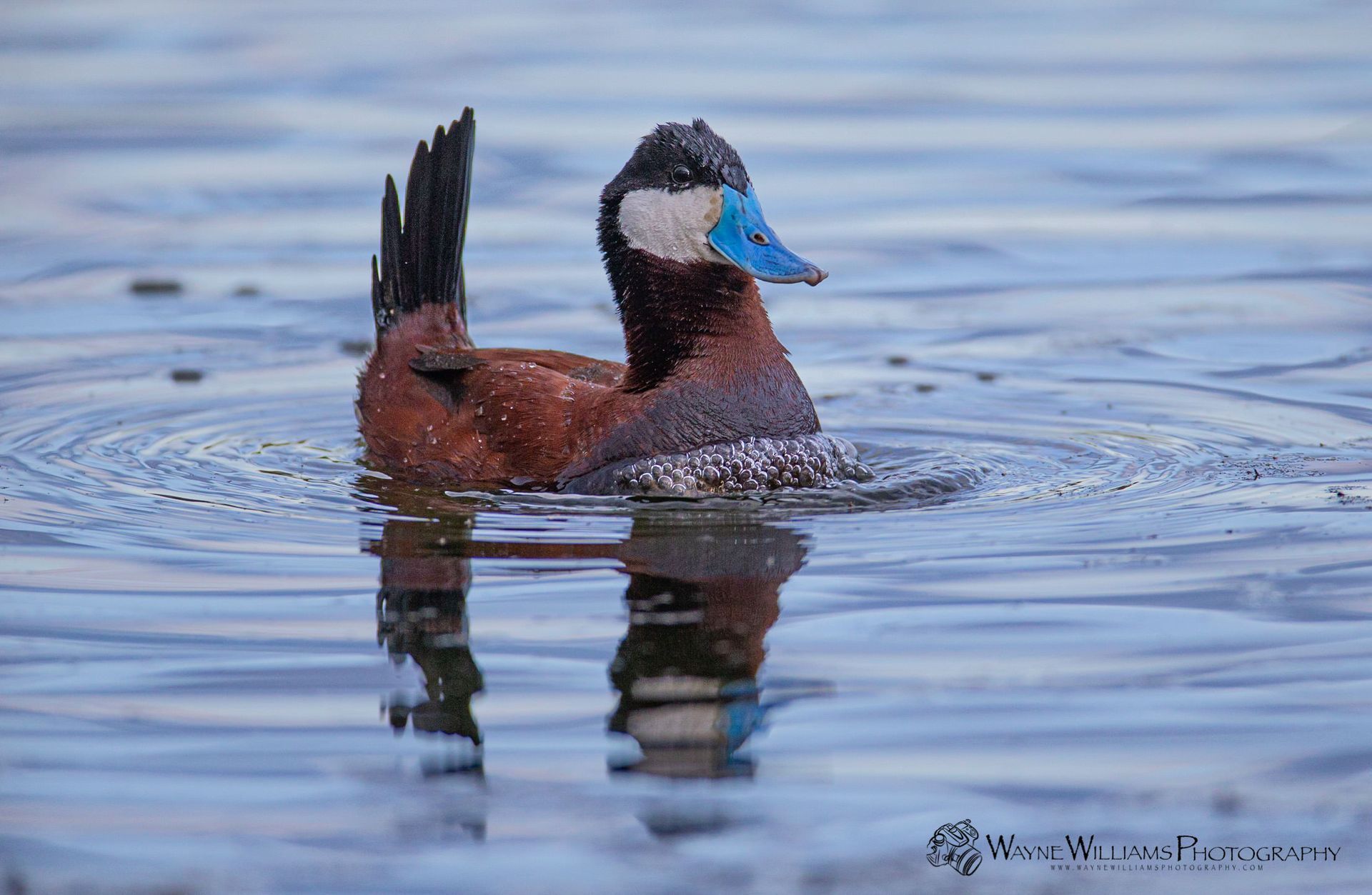 A duck with a blue beak is swimming in the water.