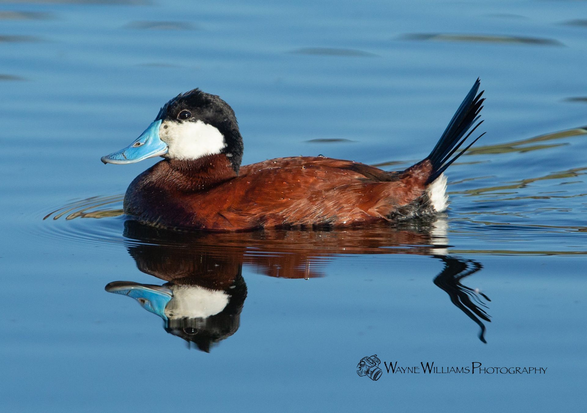 A duck with a blue beak is swimming in the water