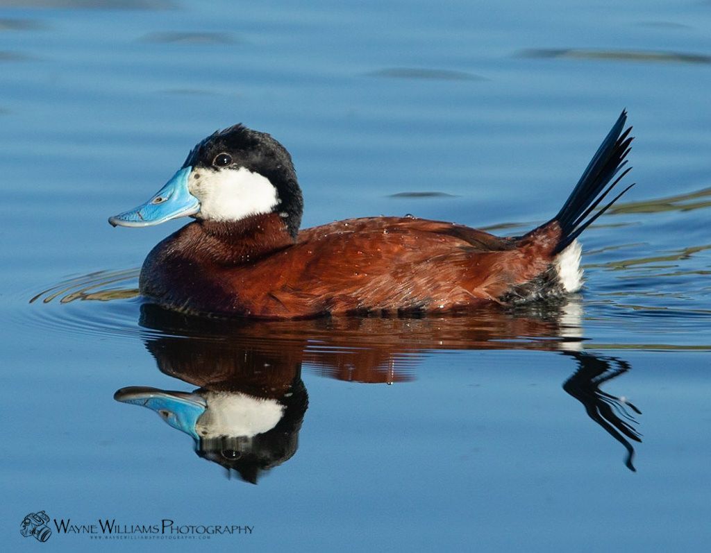 A duck with a blue beak is swimming in the water
