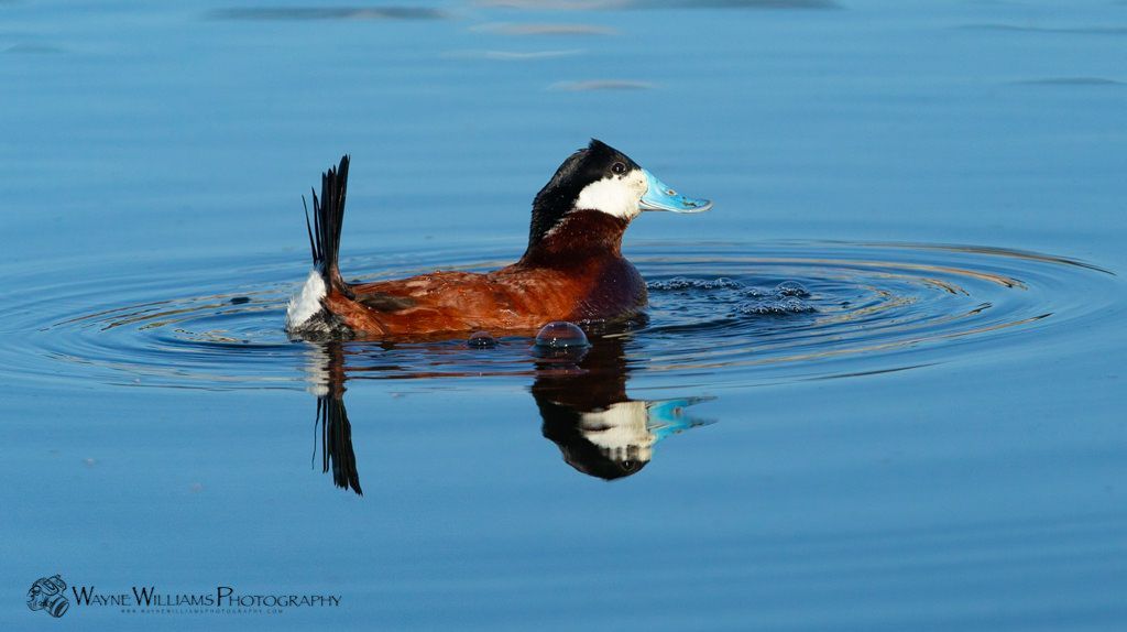 A duck is swimming in the water with its reflection in the water.