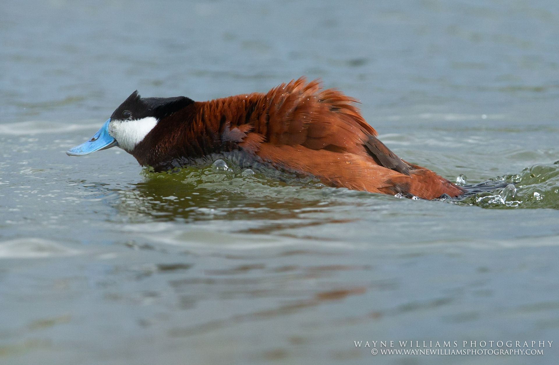 A brown duck with a blue beak is swimming in the water.